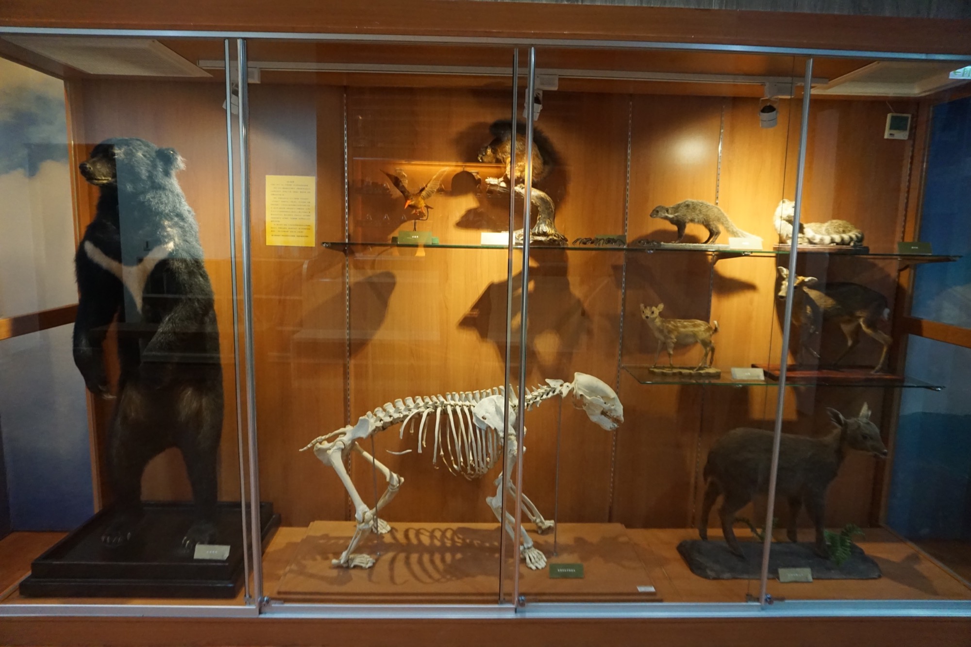 二樓大型哺乳類標本展示