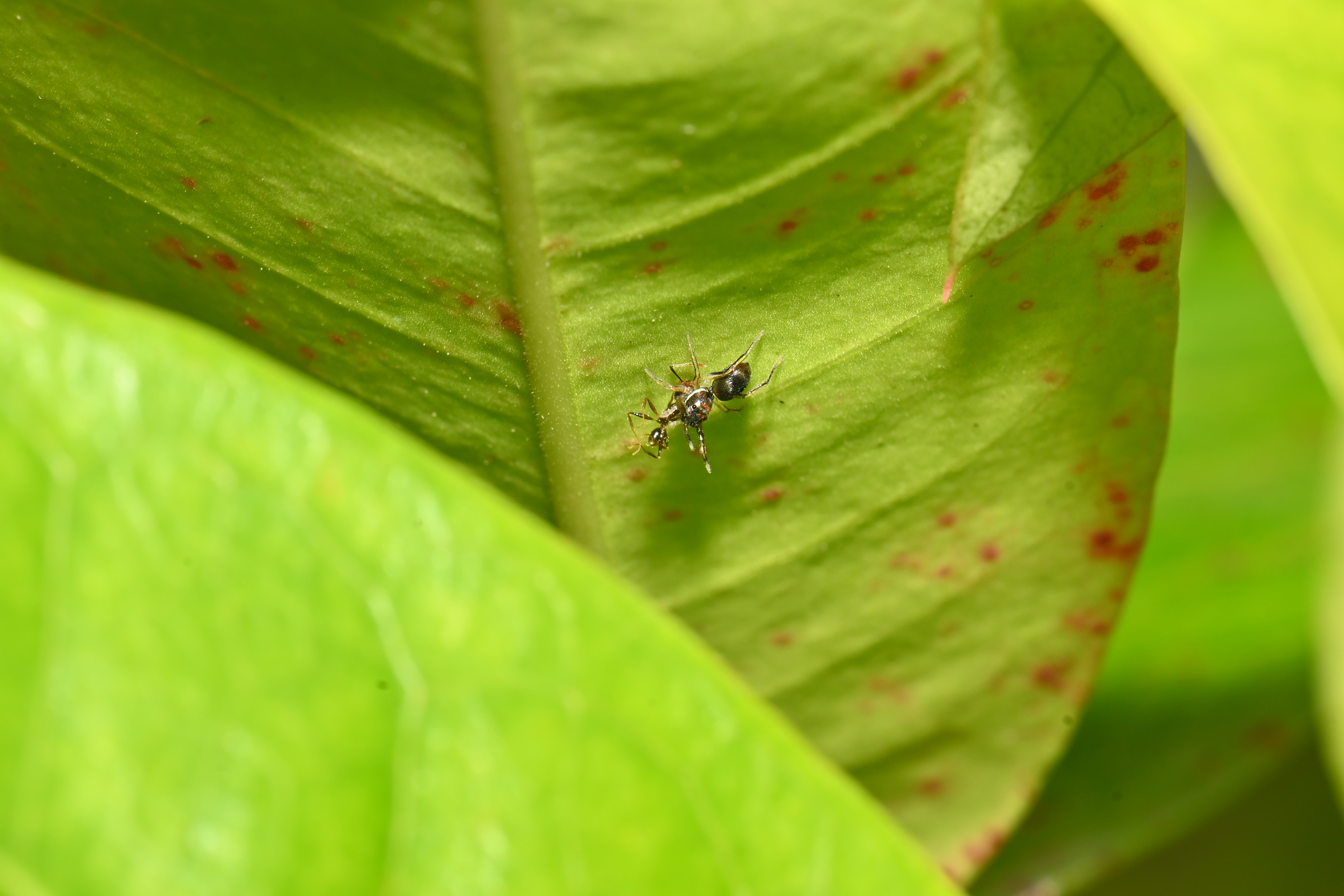 藍翠蛛吃螞蟻
