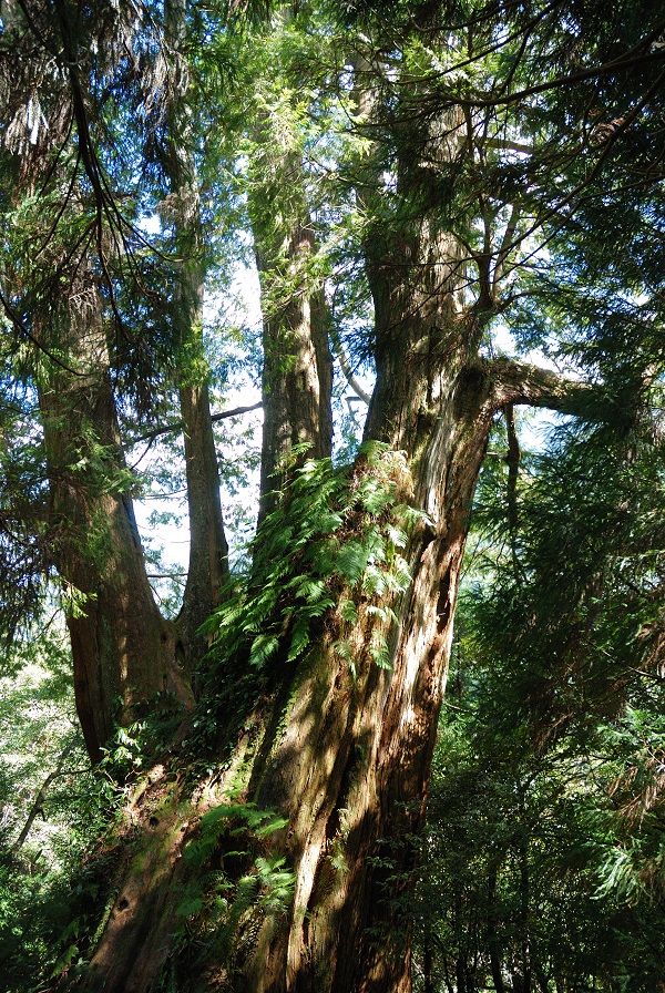檜山巨木群步道二號巨木