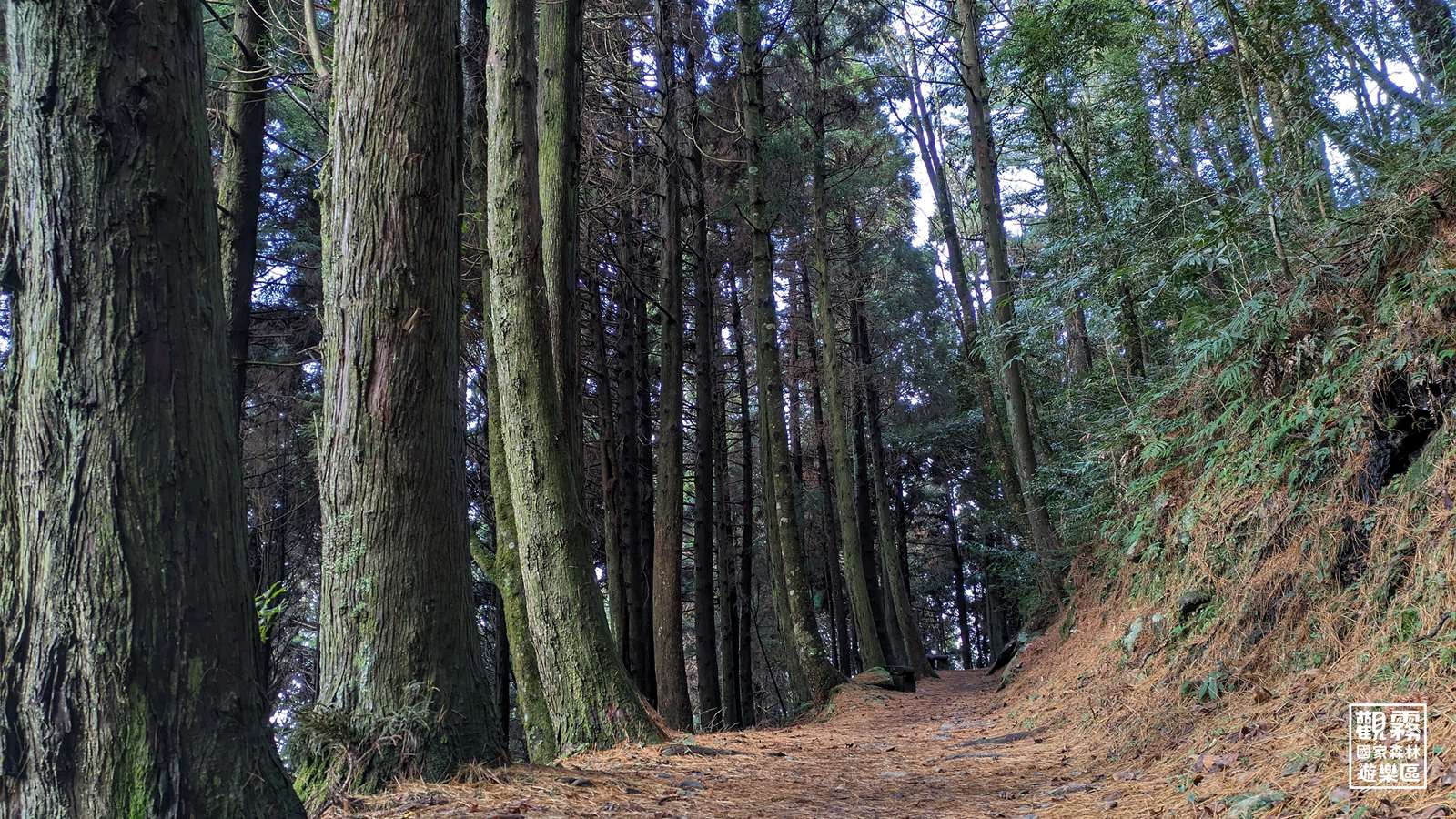 檜山巨木群步道的人工針葉林