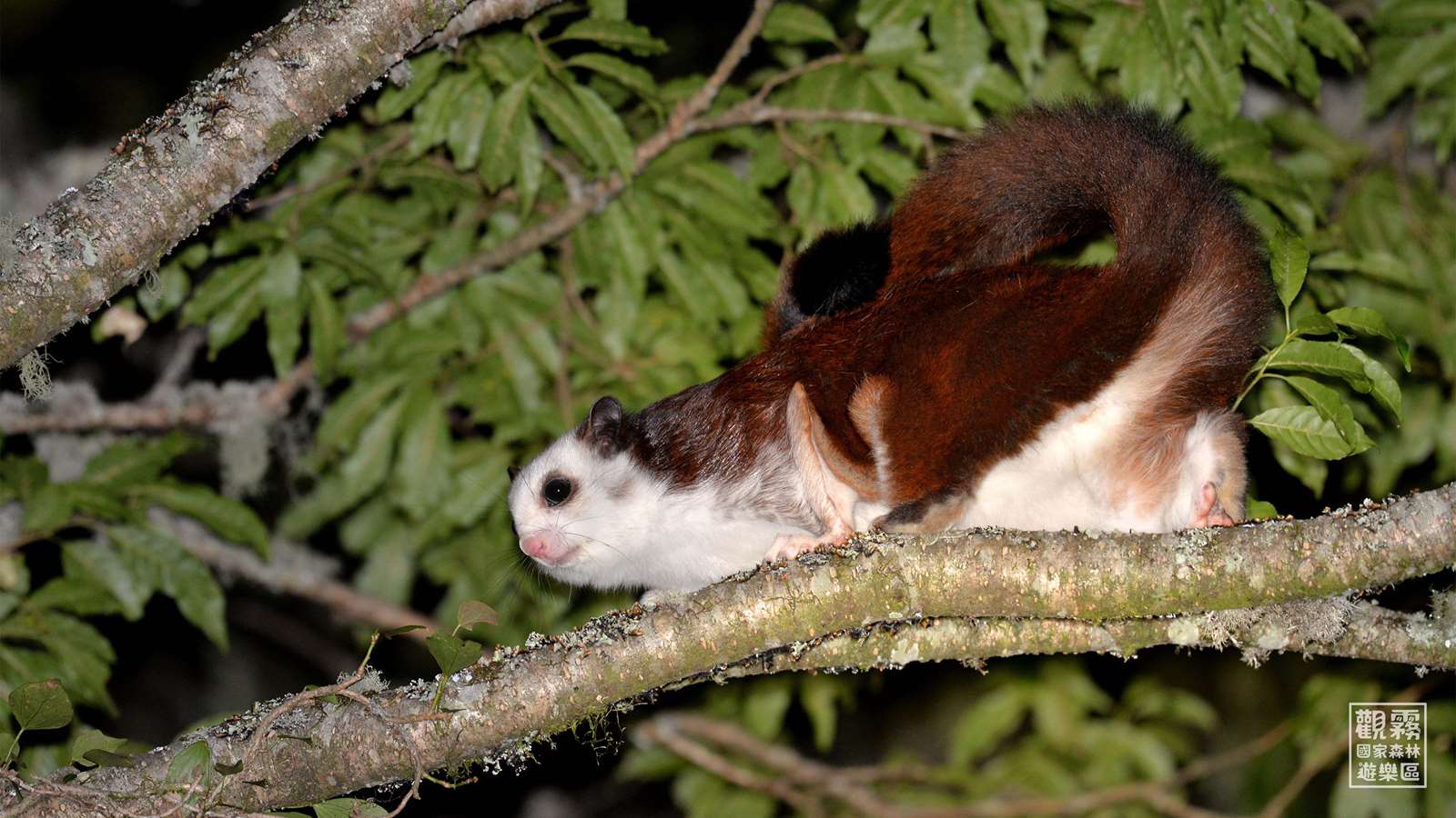 夜晚森林裡傳出單一或連續的尖銳哨音，是白面鼯鼠的鳴叫聲