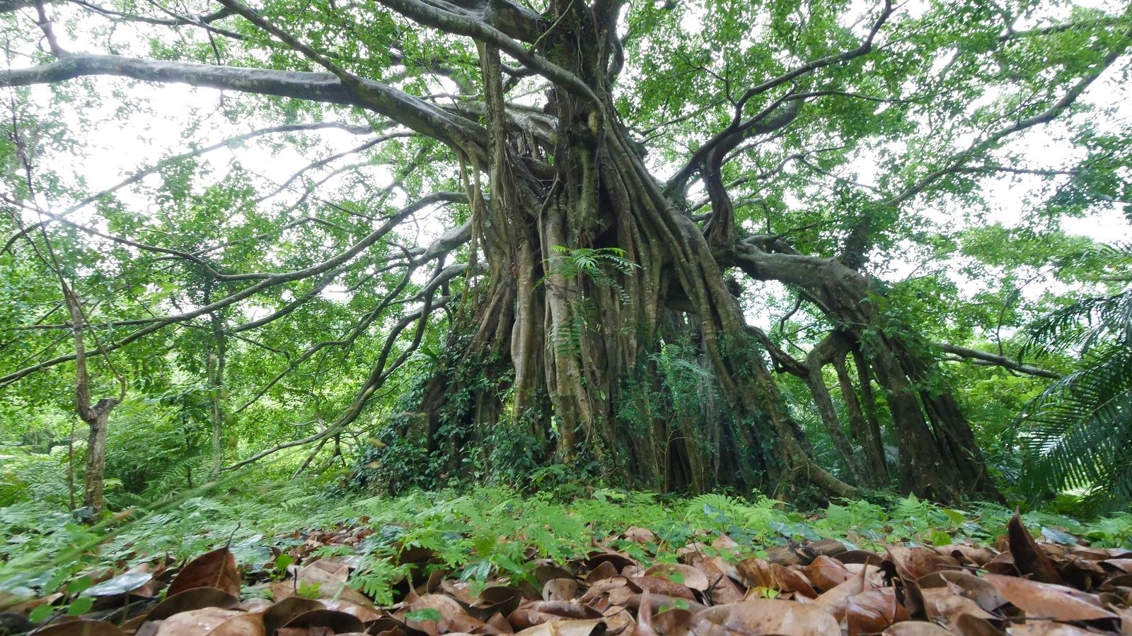 知本國家森林遊樂區大榕樹