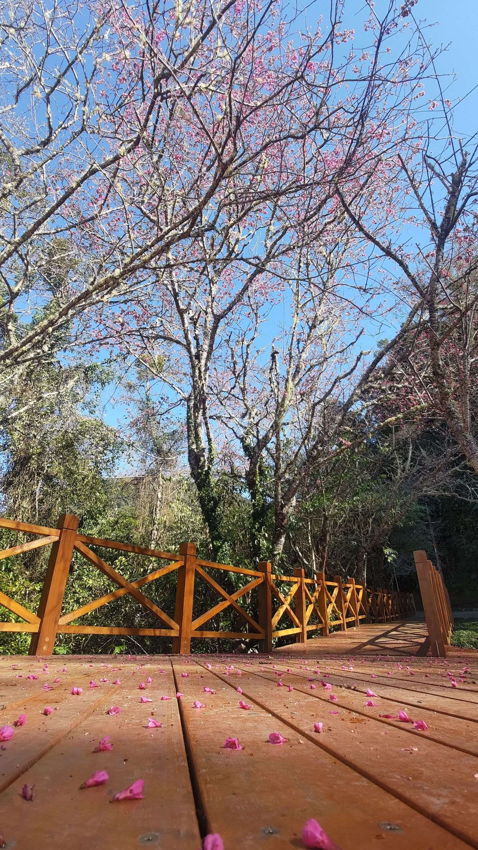 春神來了~拉拉山國家森林遊樂區山櫻花