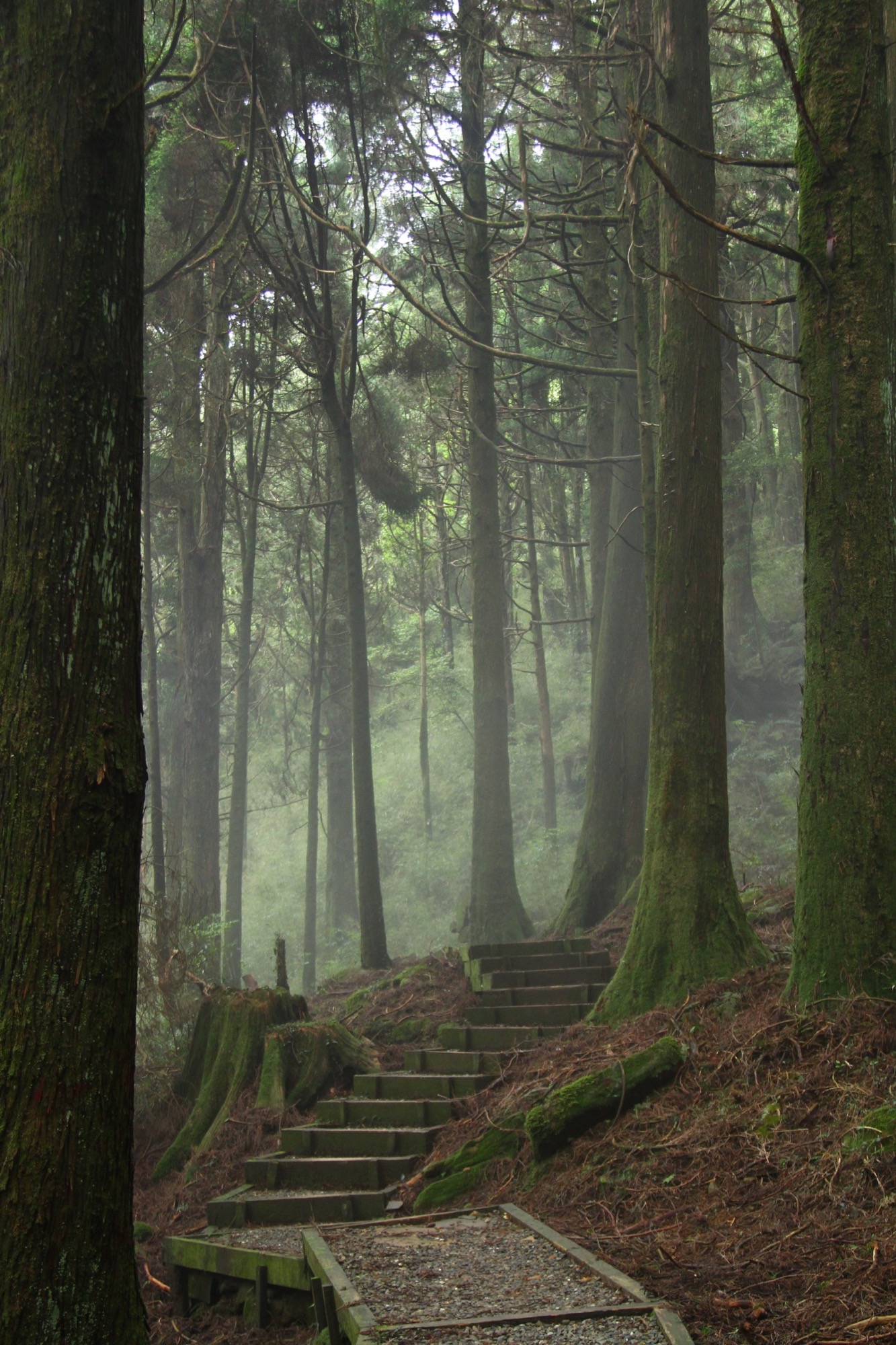 森林中的步道