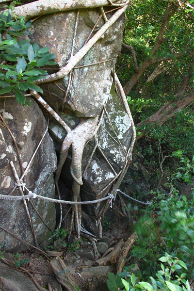 榕樹纏抱巨岩