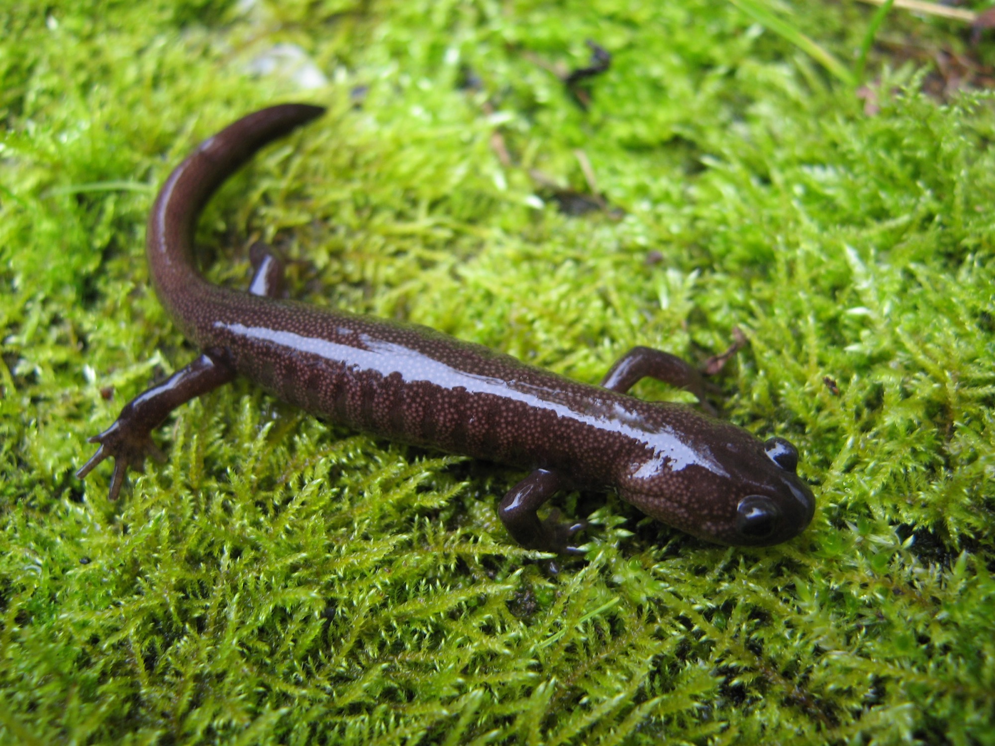 阿里山山椒魚