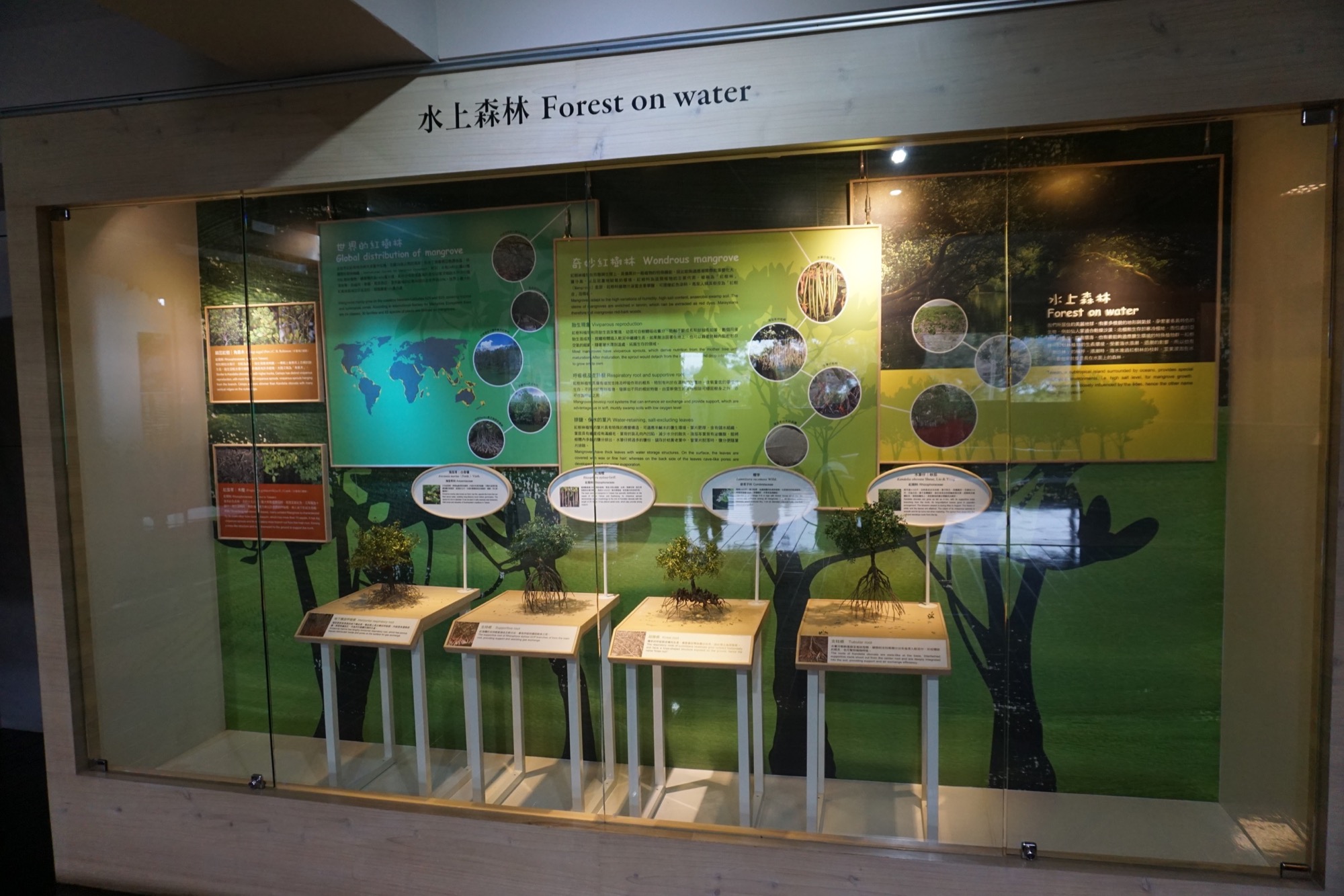 櫥窗展示空間主要介紹世界的紅樹林種類以及台灣紅樹林樹種