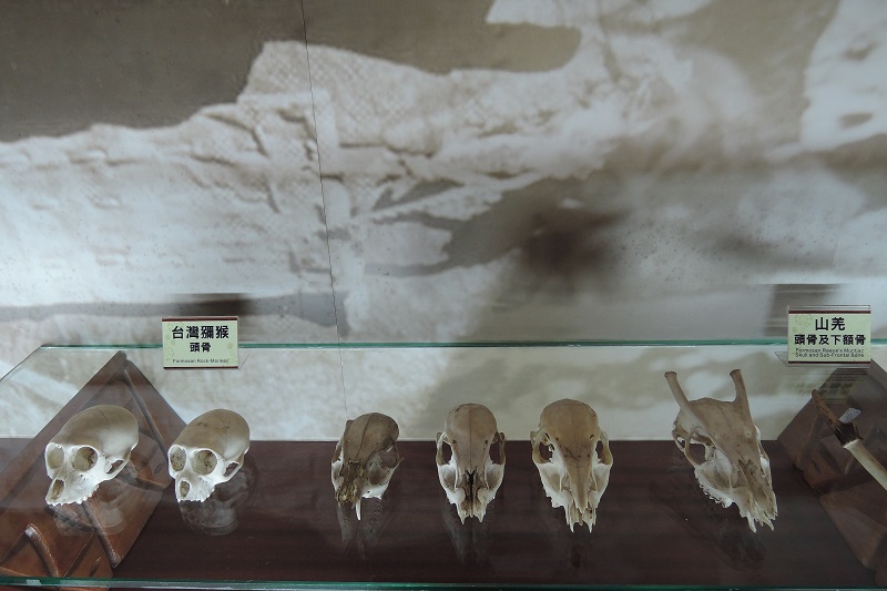 1F 原住民文物展示室-野生動物頭骨