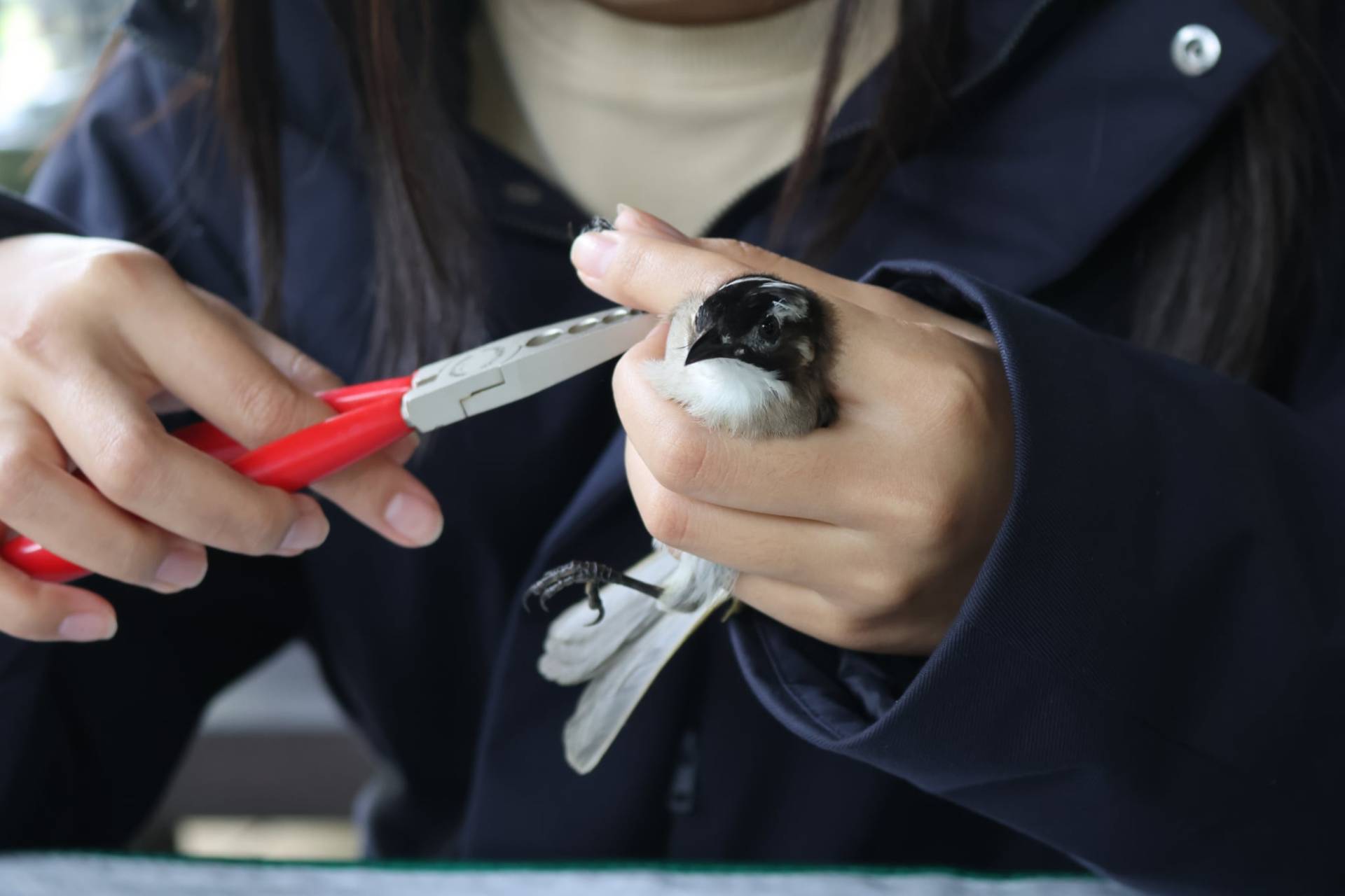 使用腳環標記捕獲的鳥隻