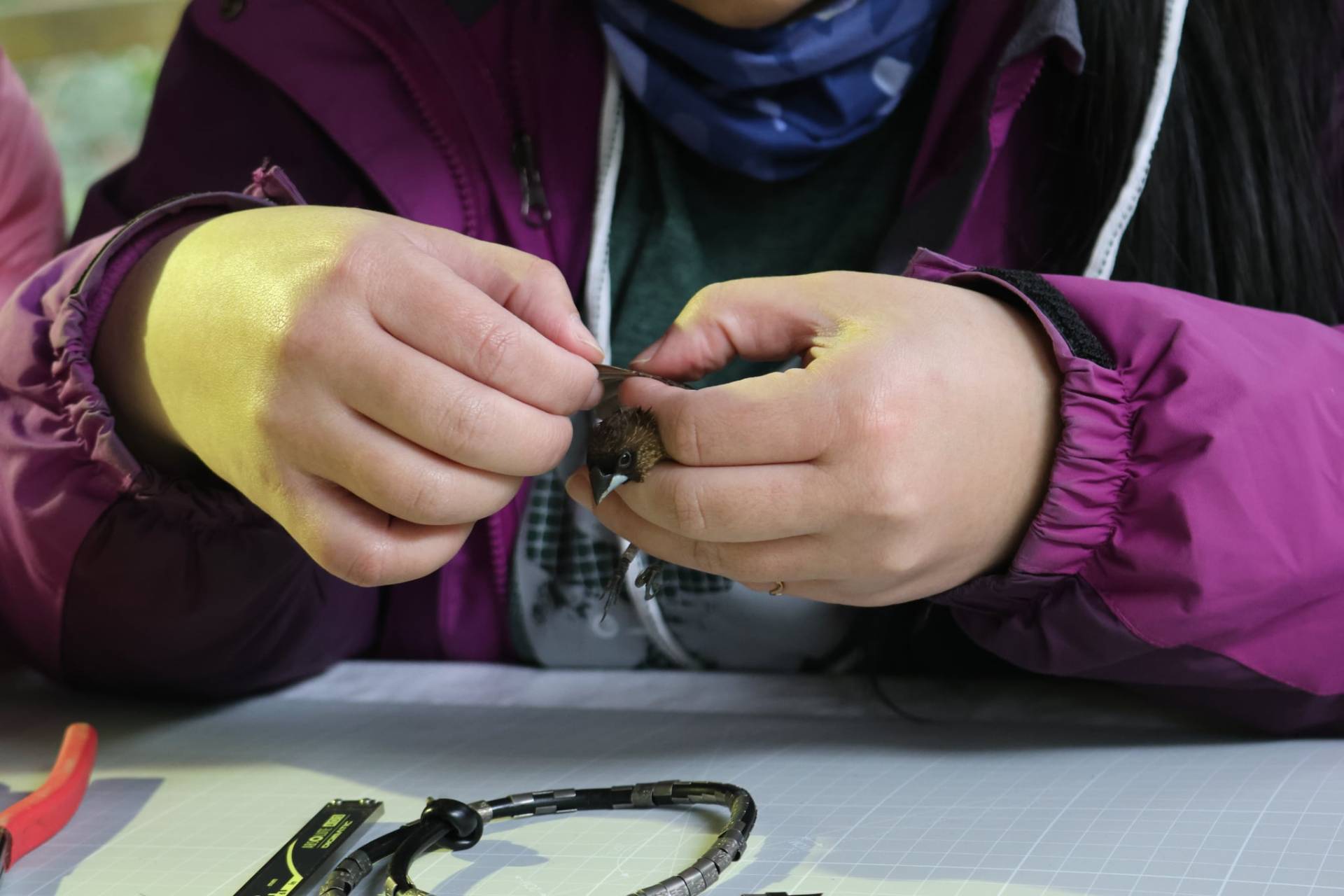 檢視捕獲鳥隻的羽毛磨損狀況、換羽界線等特徵