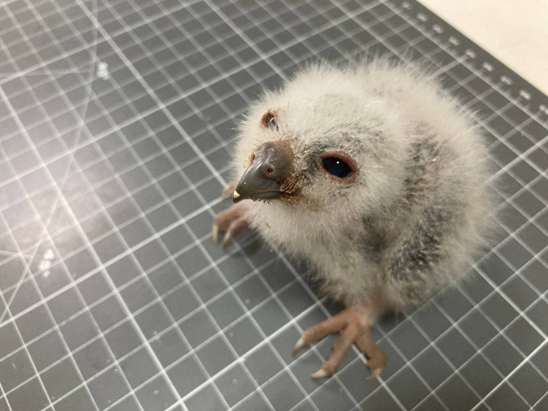 落巢之領角鴞雛鳥