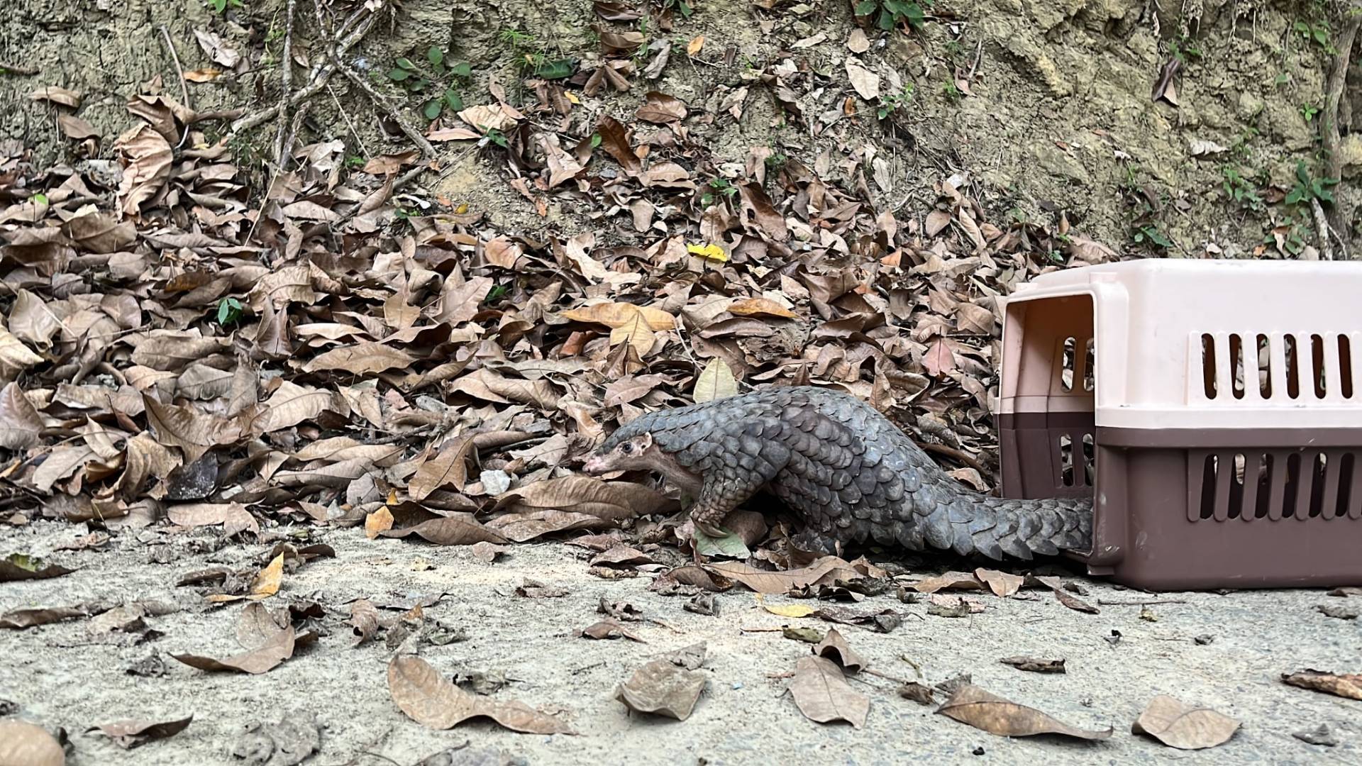 救傷後康復，回歸自然