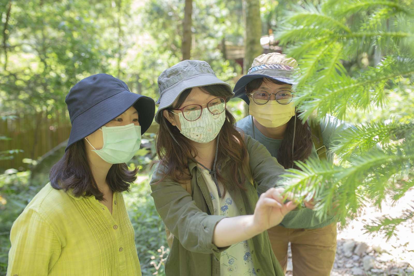 探索八仙山初夏山徑之色