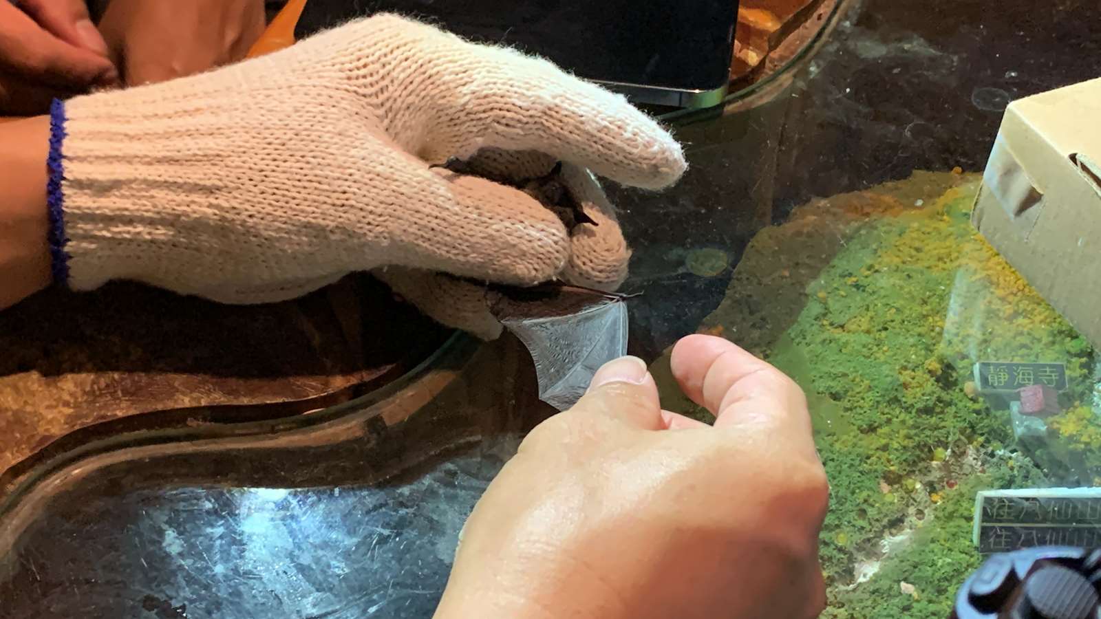 觀察蝙蝠特徵並做形質測量