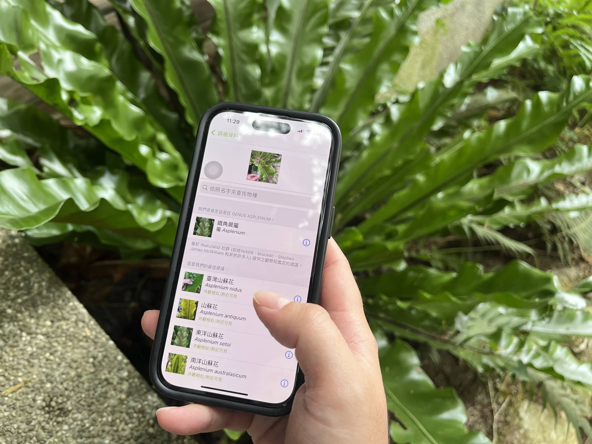▲利用物種辨識APP，探尋原生可食用植物樣貌及生長環境