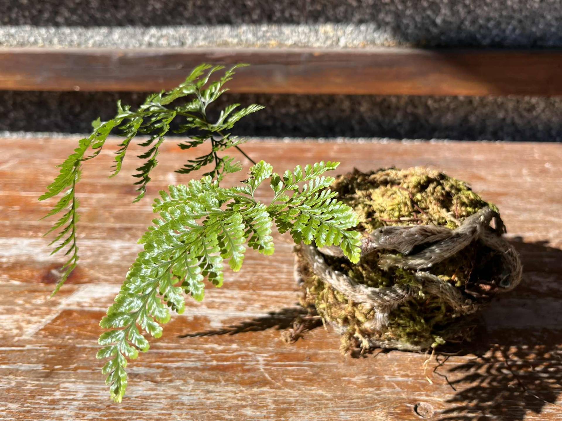 蕨類苔球