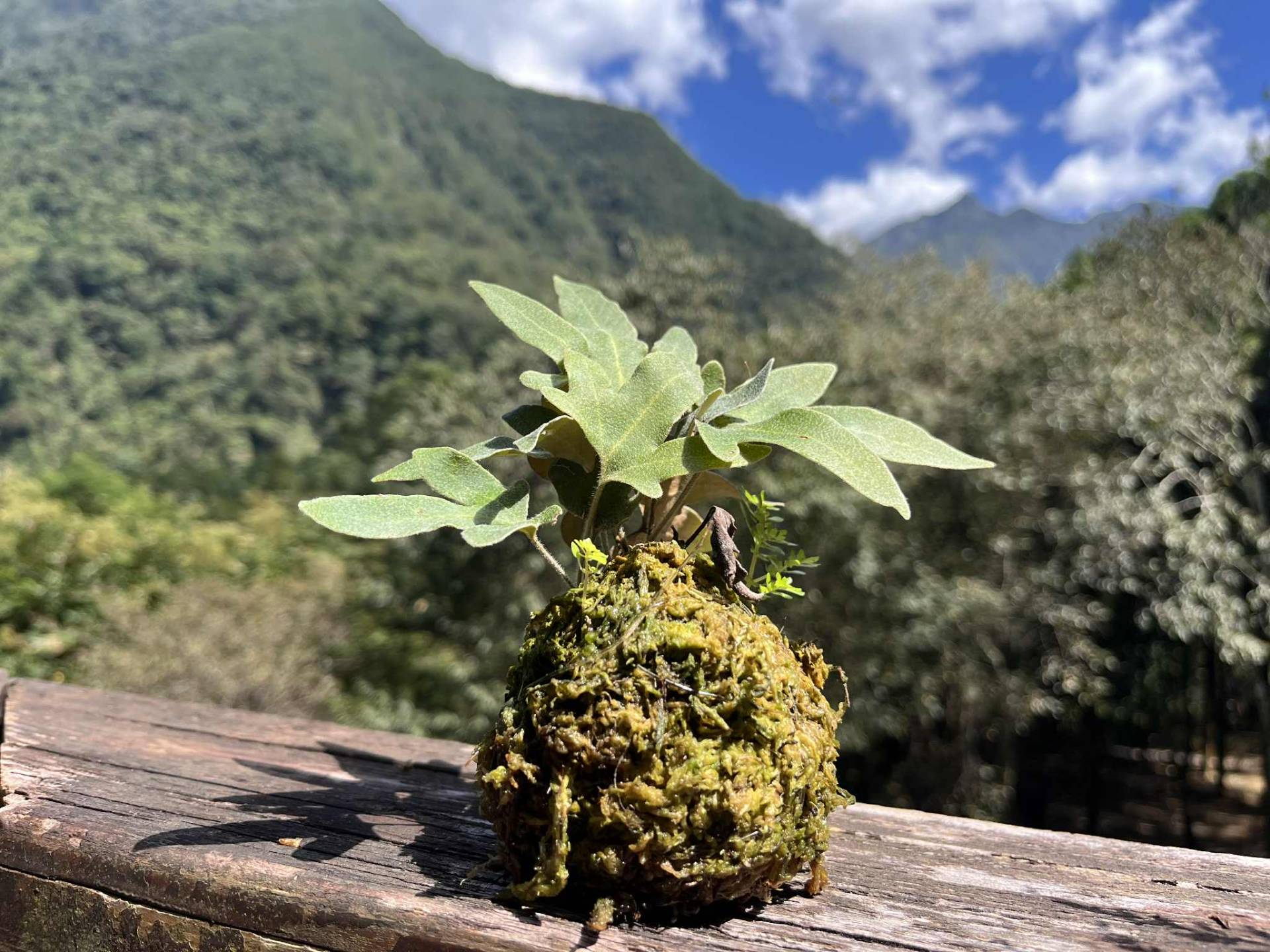 蕨類苔球
