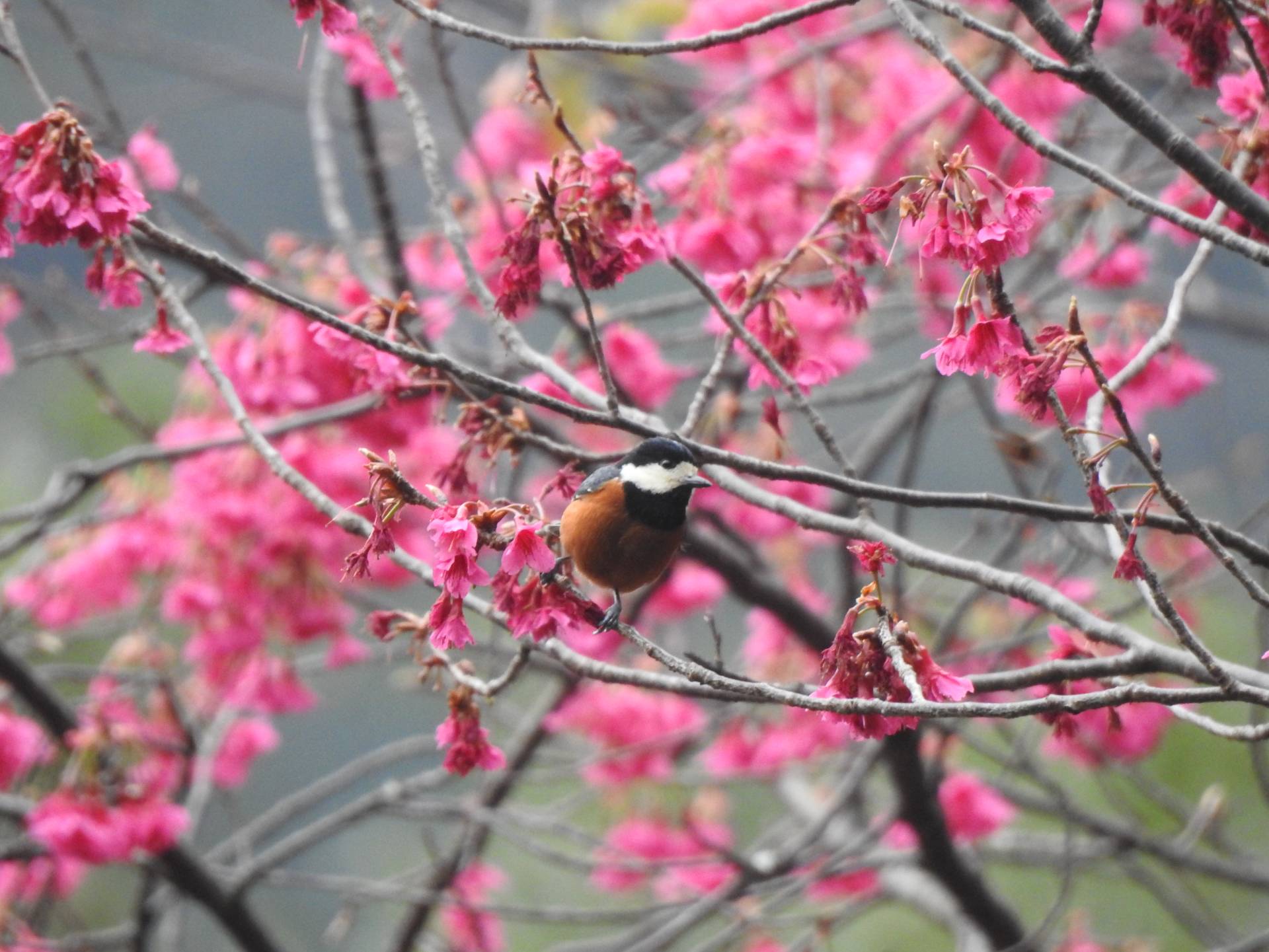  八仙山常見的赤腹山雀，其他地方卻很少見！