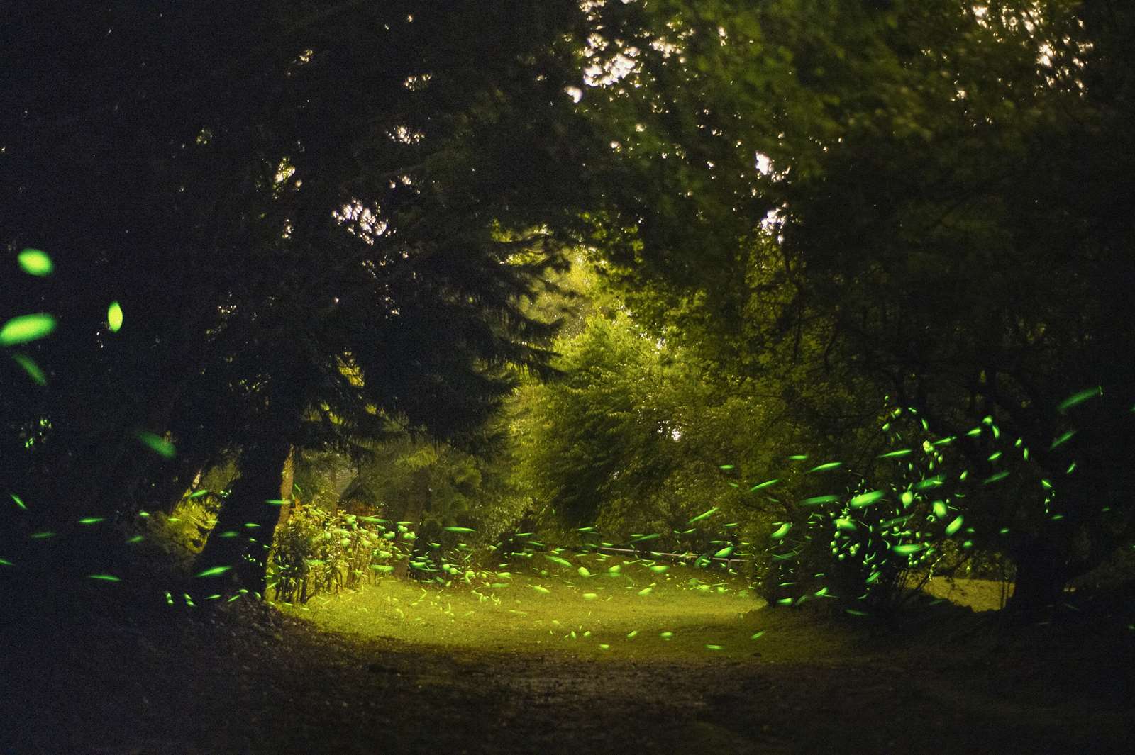 螢火蟲悠遊在森林底層，照亮夏日的夜晚。