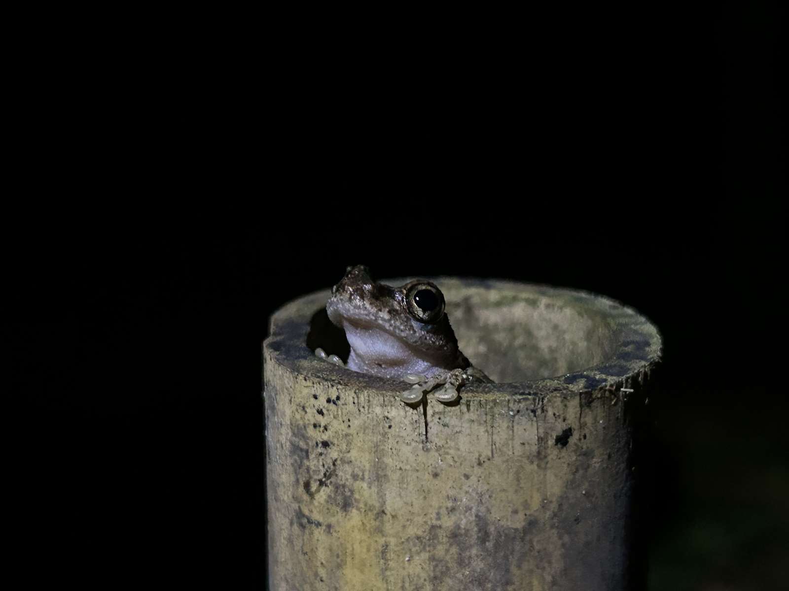 攀附於竹筒上的艾氏樹蛙