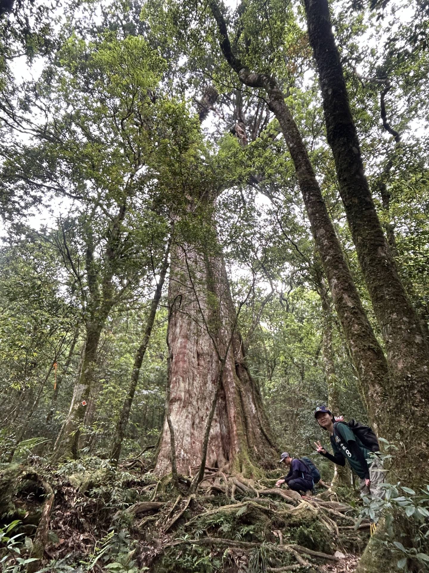 在神木群下，好好探險一番