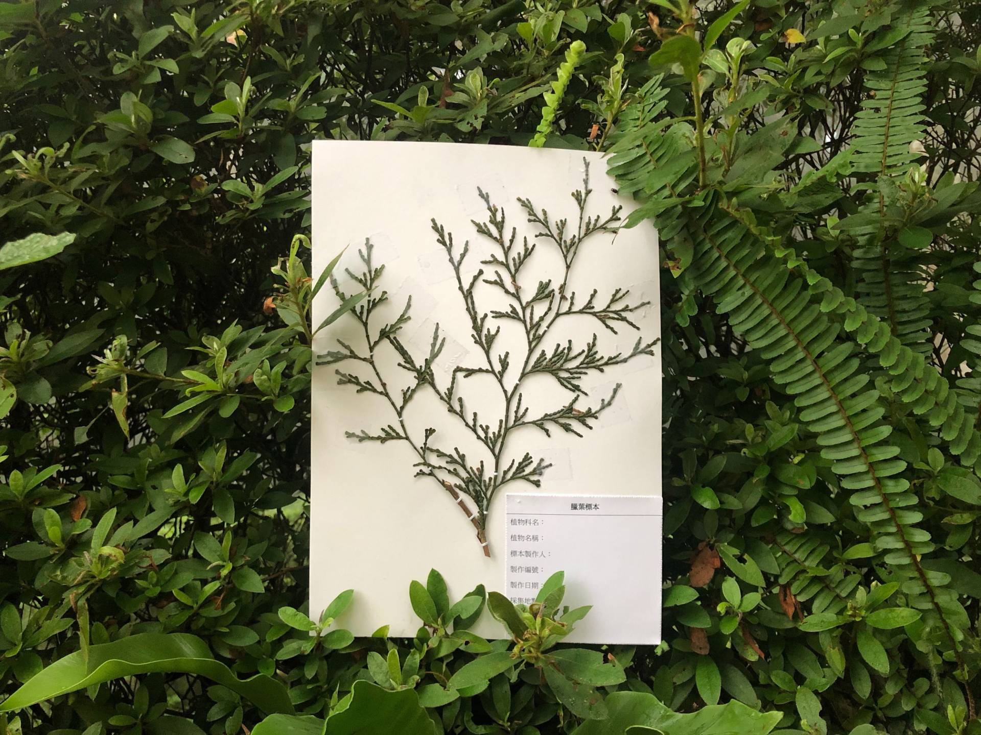 製作屬於自己的臘葉標本