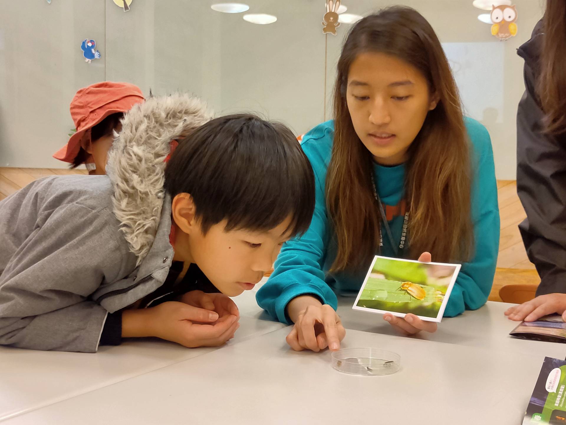 向參與者說明螢火蟲樣態