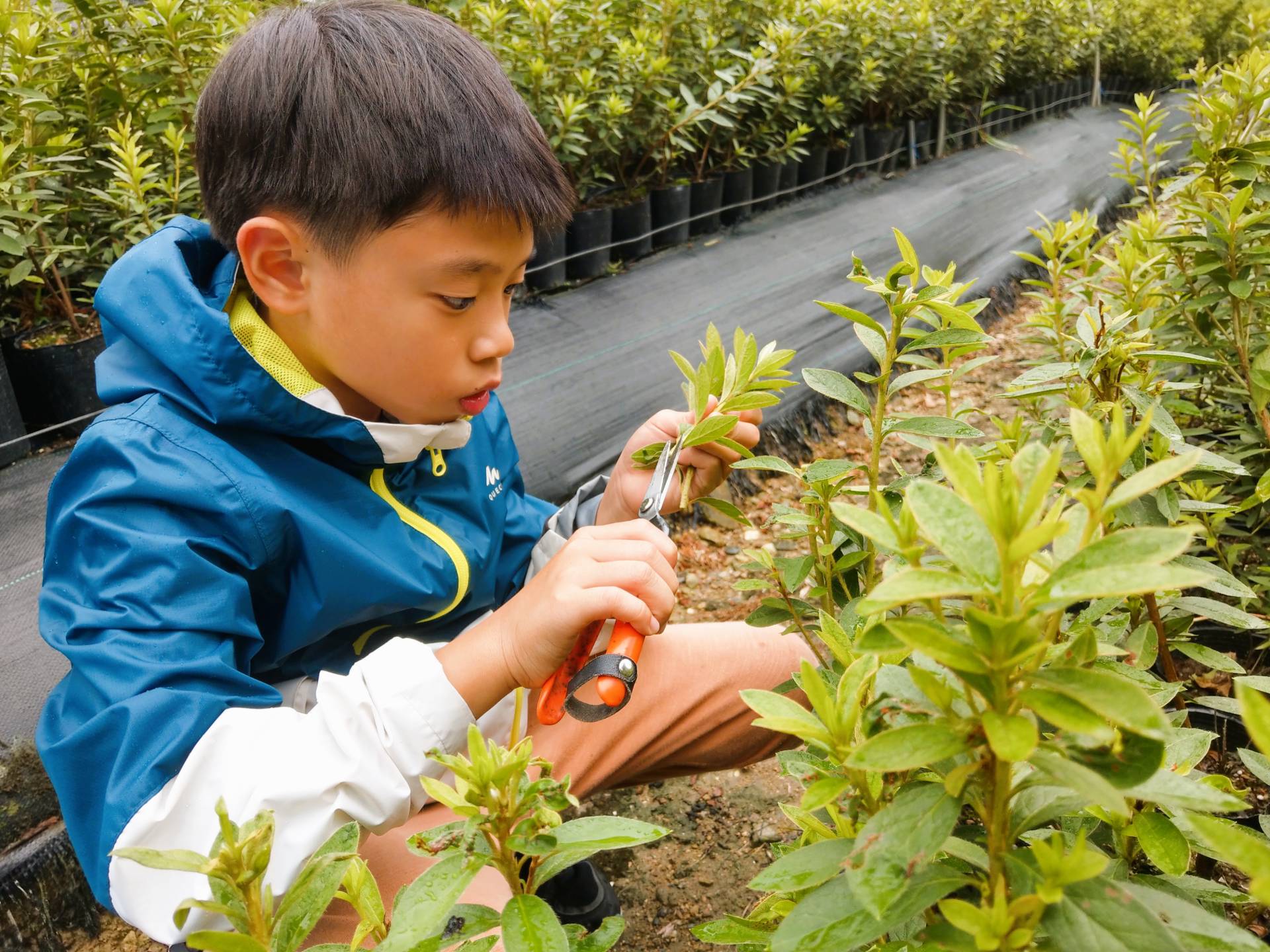 到森林的幼兒園—苗圃，實際參與採種、育苗等工作