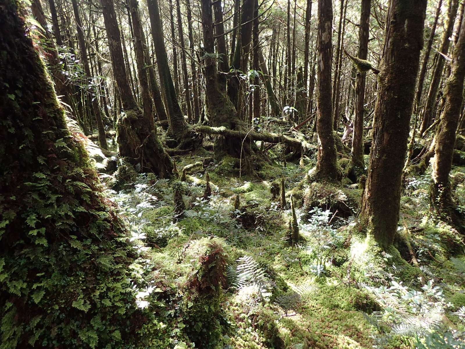 感受奧陶紀苔原寧靜卻生機盎然的生命力，開啟與森林以及與自己的對話