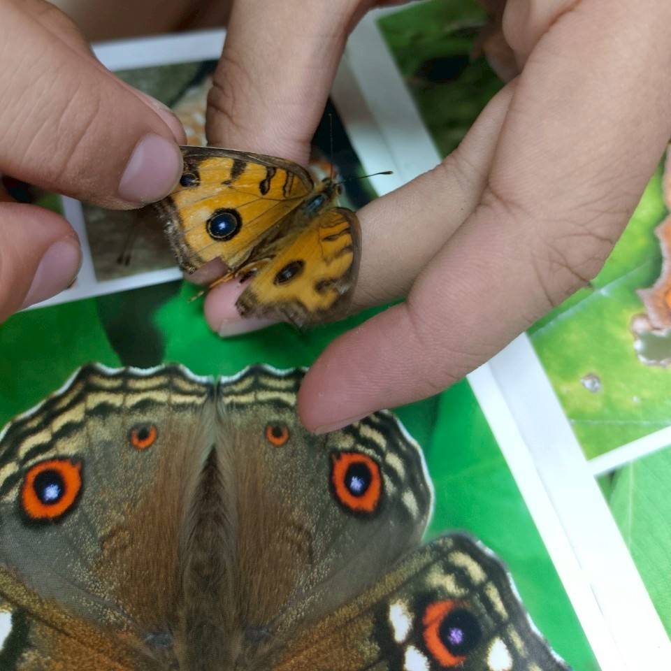 認識不同昆蟲之間，獨家適應大自然生存的密技