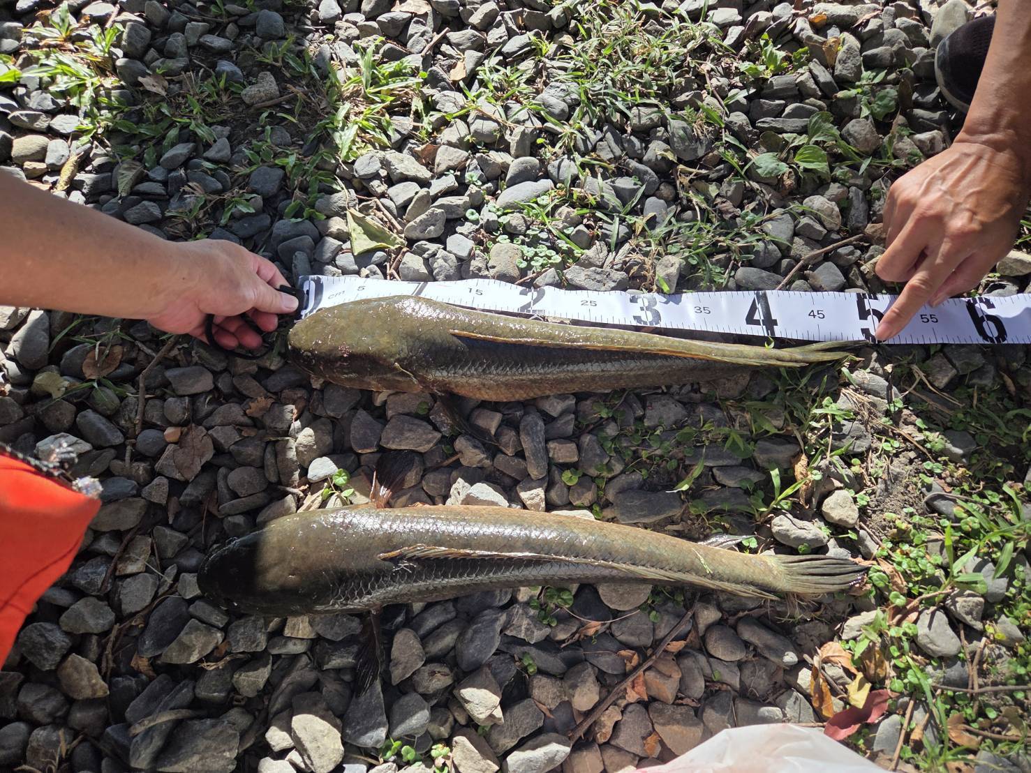移除重點之一的泰國鱧可以長到60公分以上，是頂級掠食者，對原生種生存造成威脅。