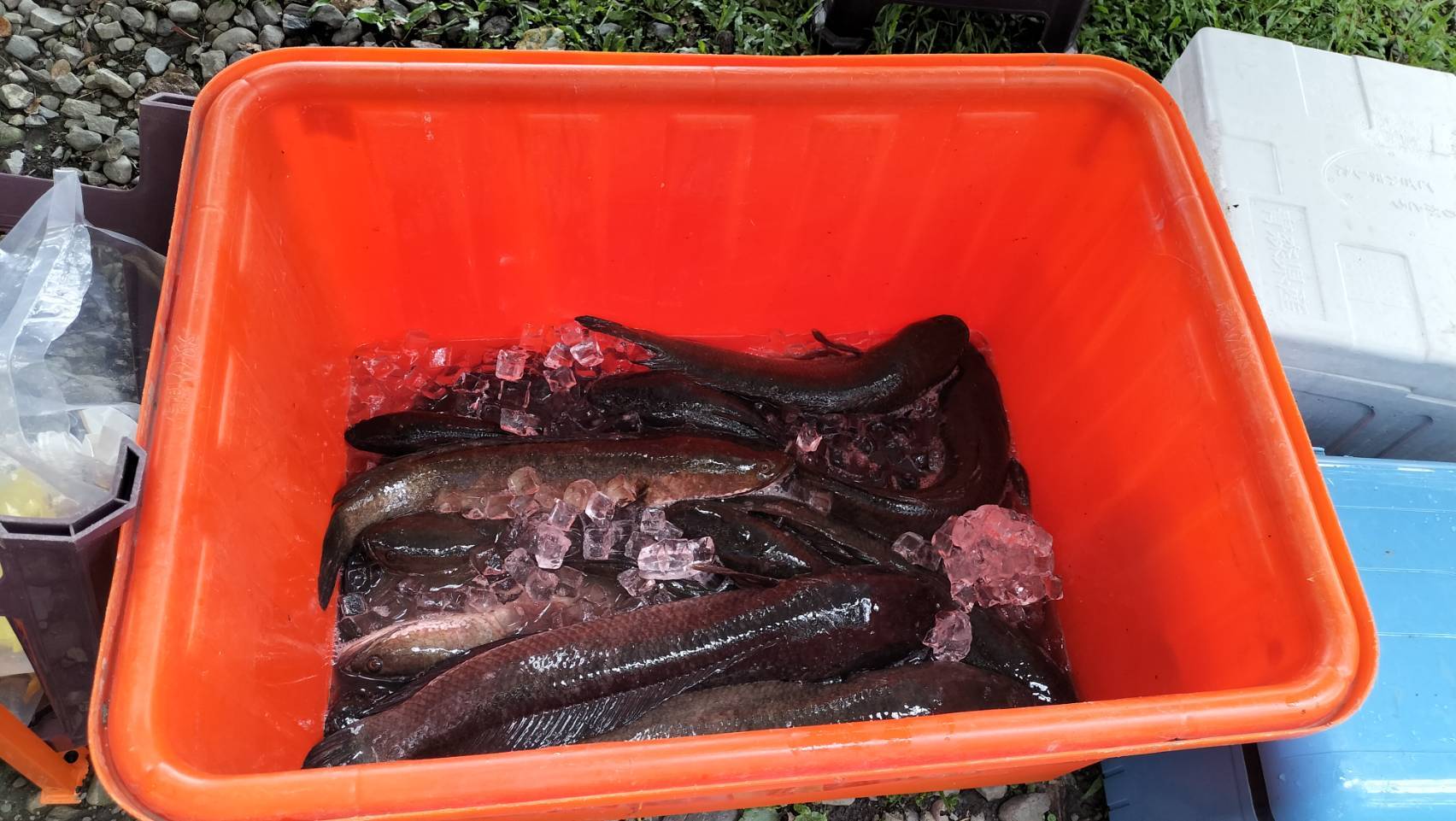 保育行動移除的外來入侵種魚類，在活動結束後都會獲得妥善處理。