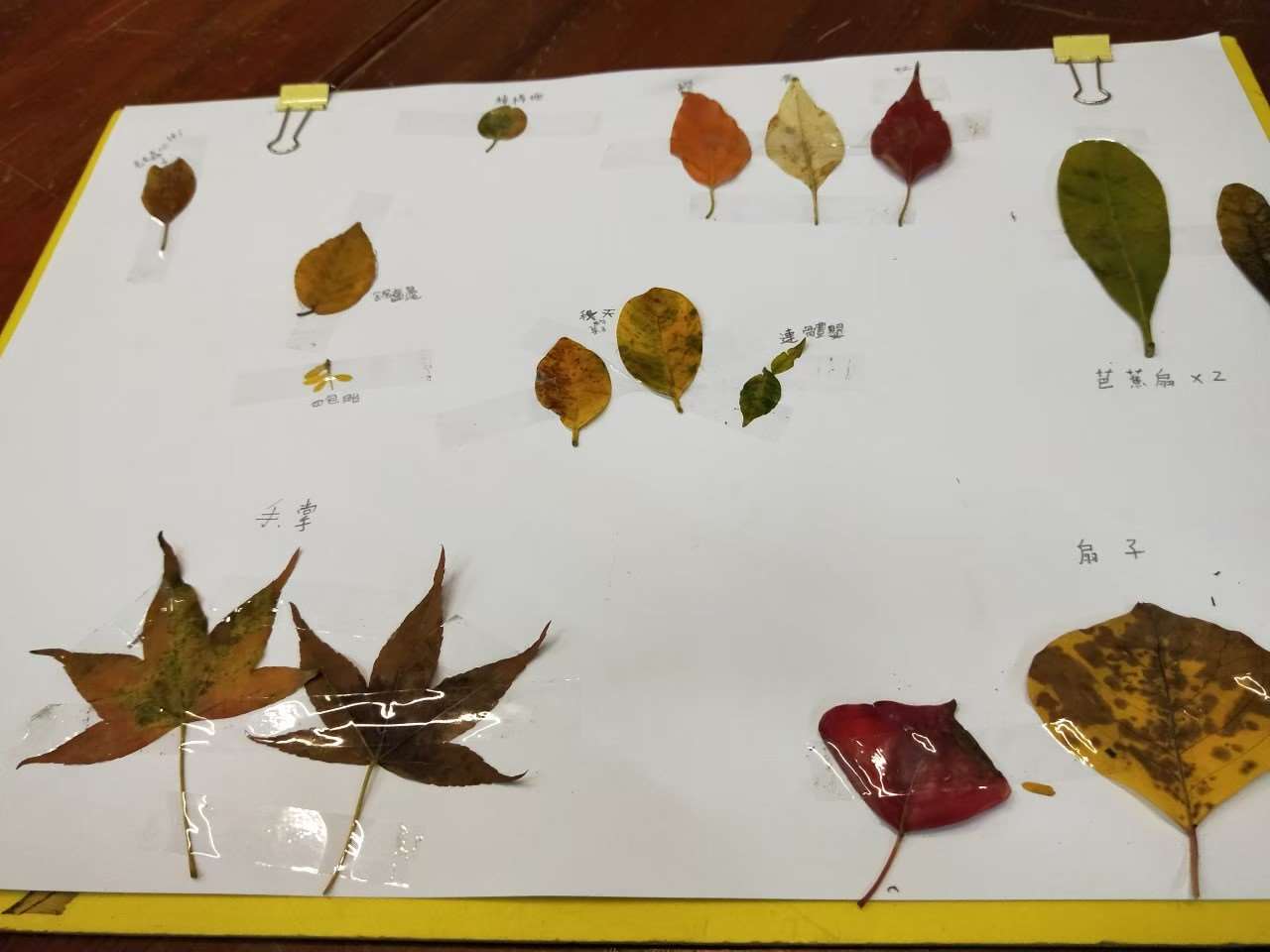 我發現了許多葉子的不同外形