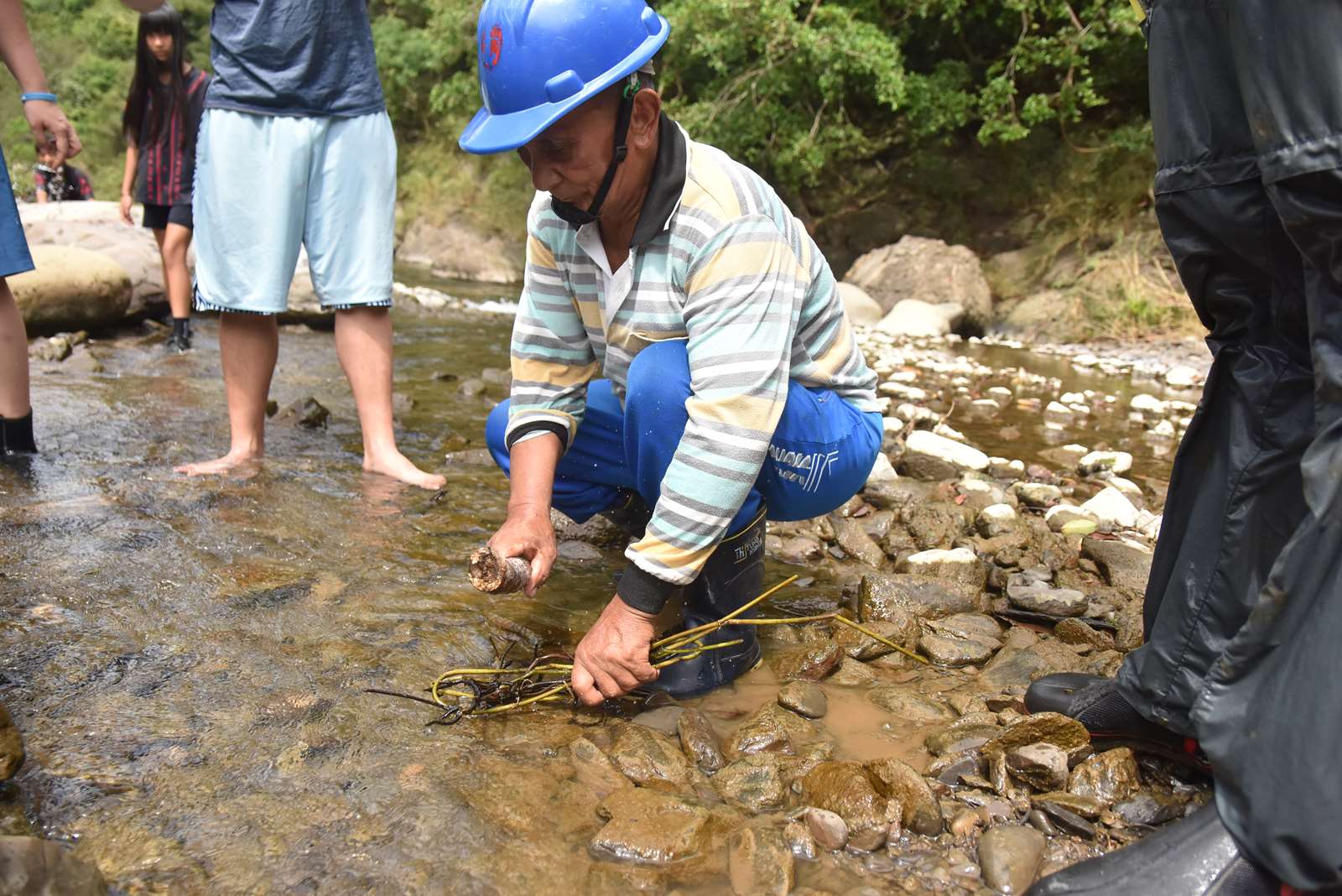 魚藤捕魚法