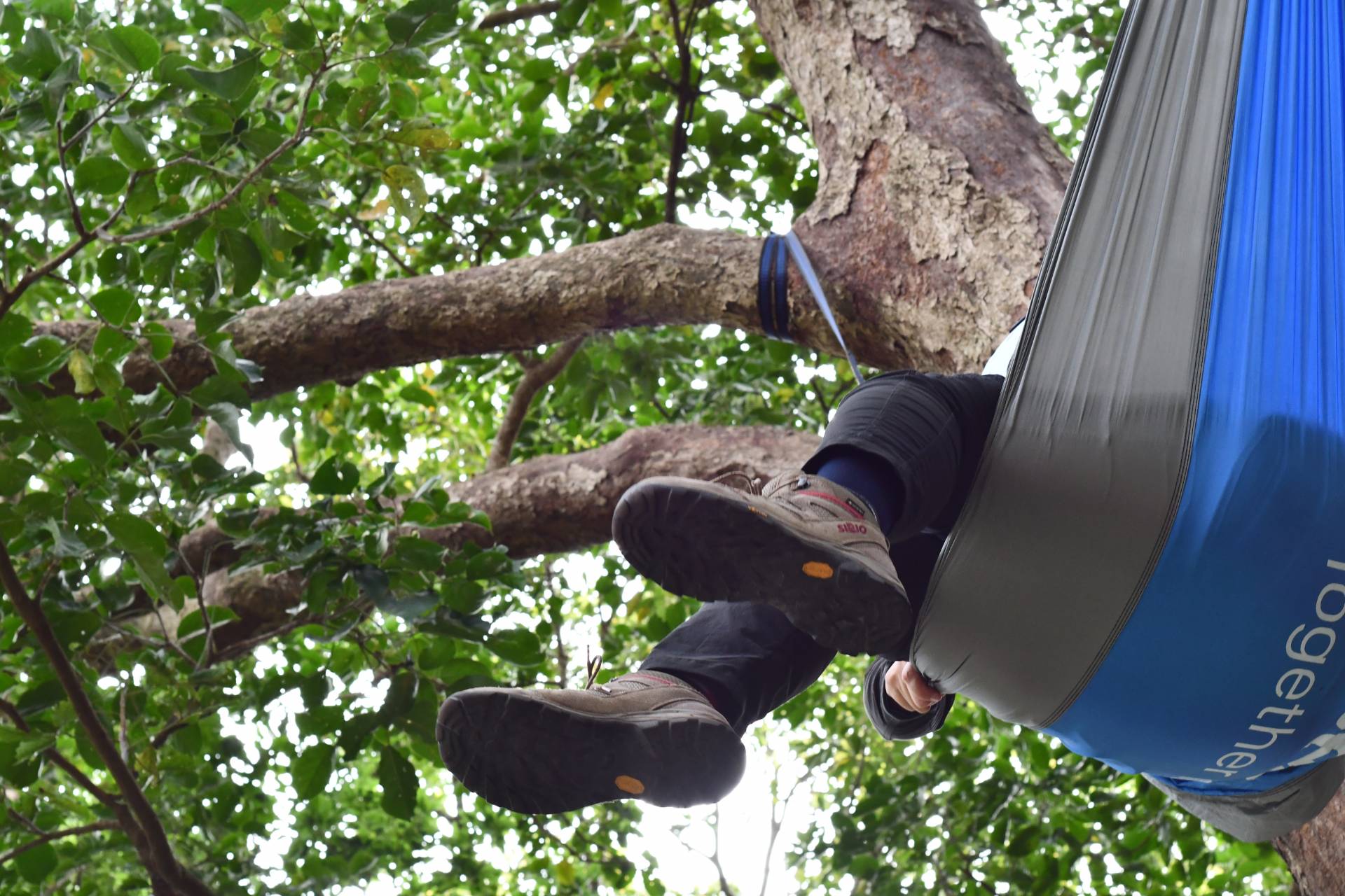 躺在樹冠層中的吊床上