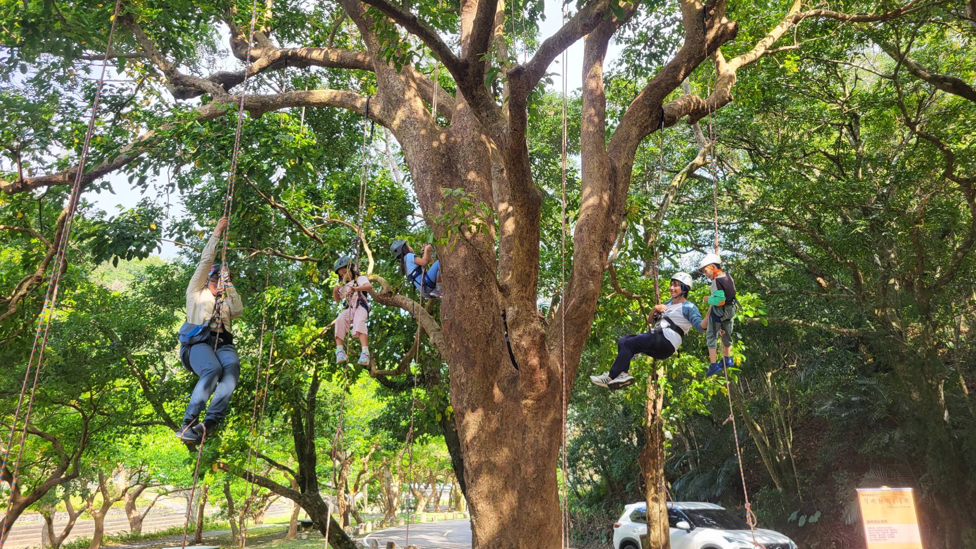 一起攀上樹冠，感受與地面的不同