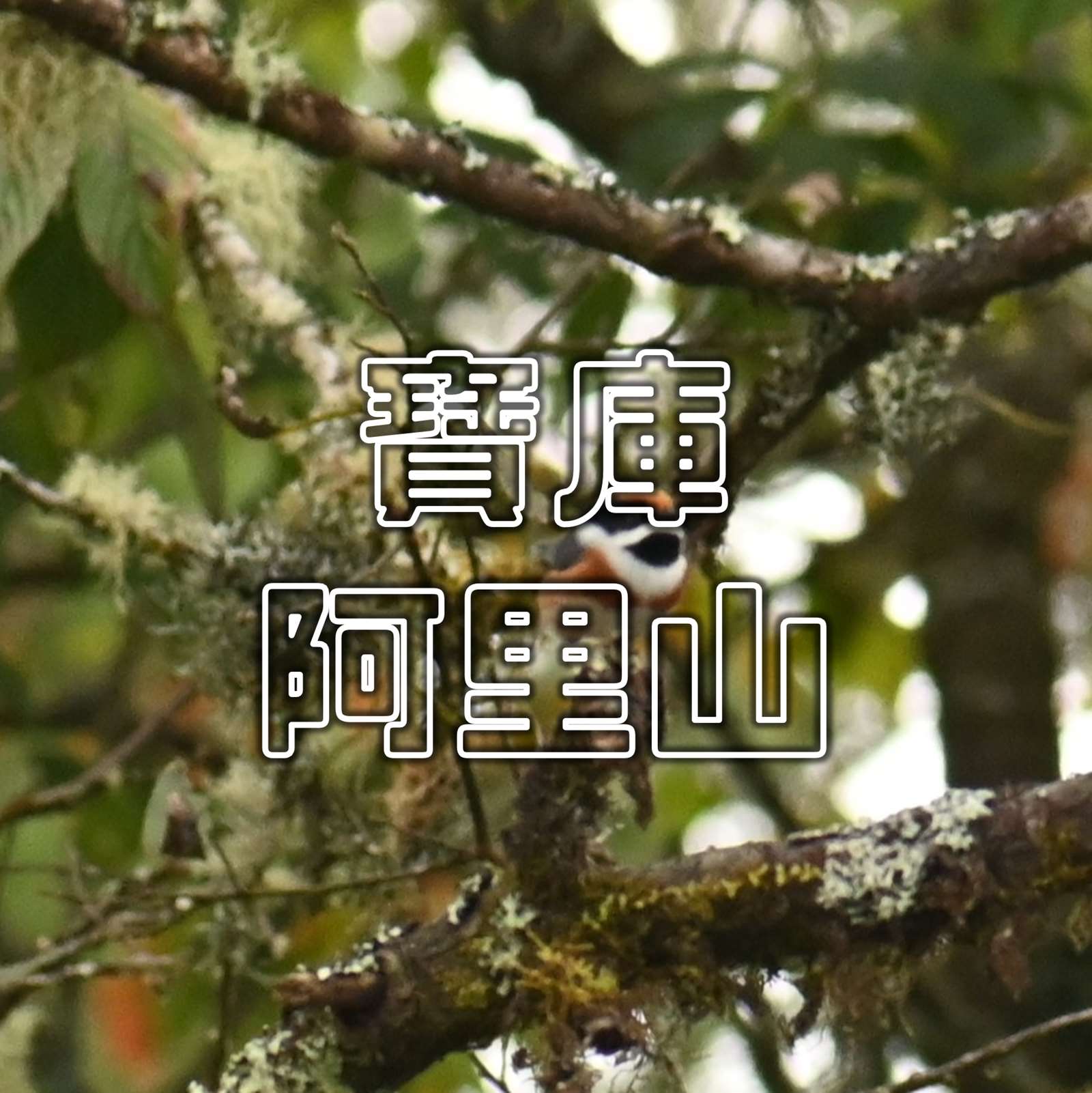 寶庫阿里山