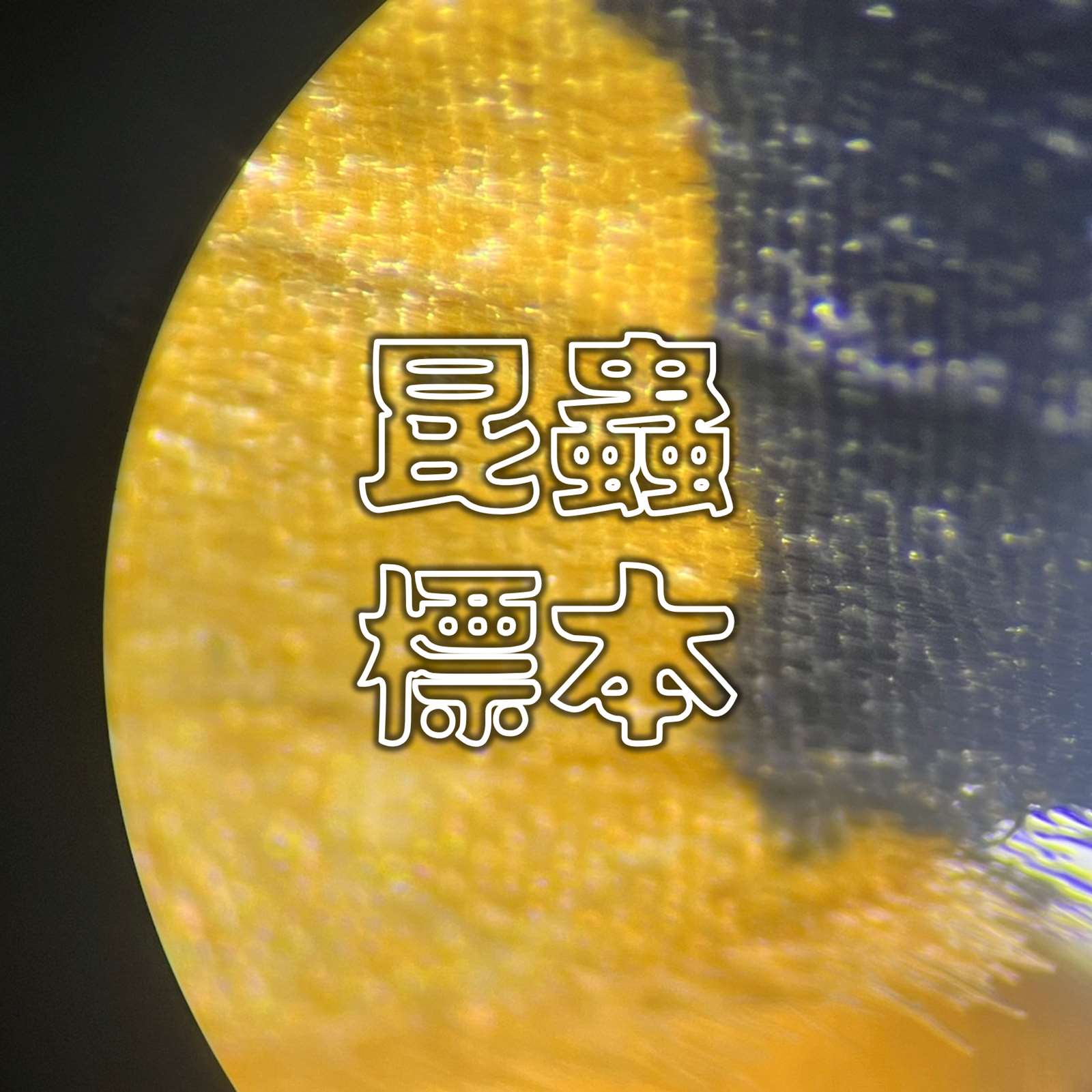 昆蟲標本初階班
