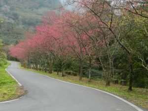 卡拉模基櫻花廊道