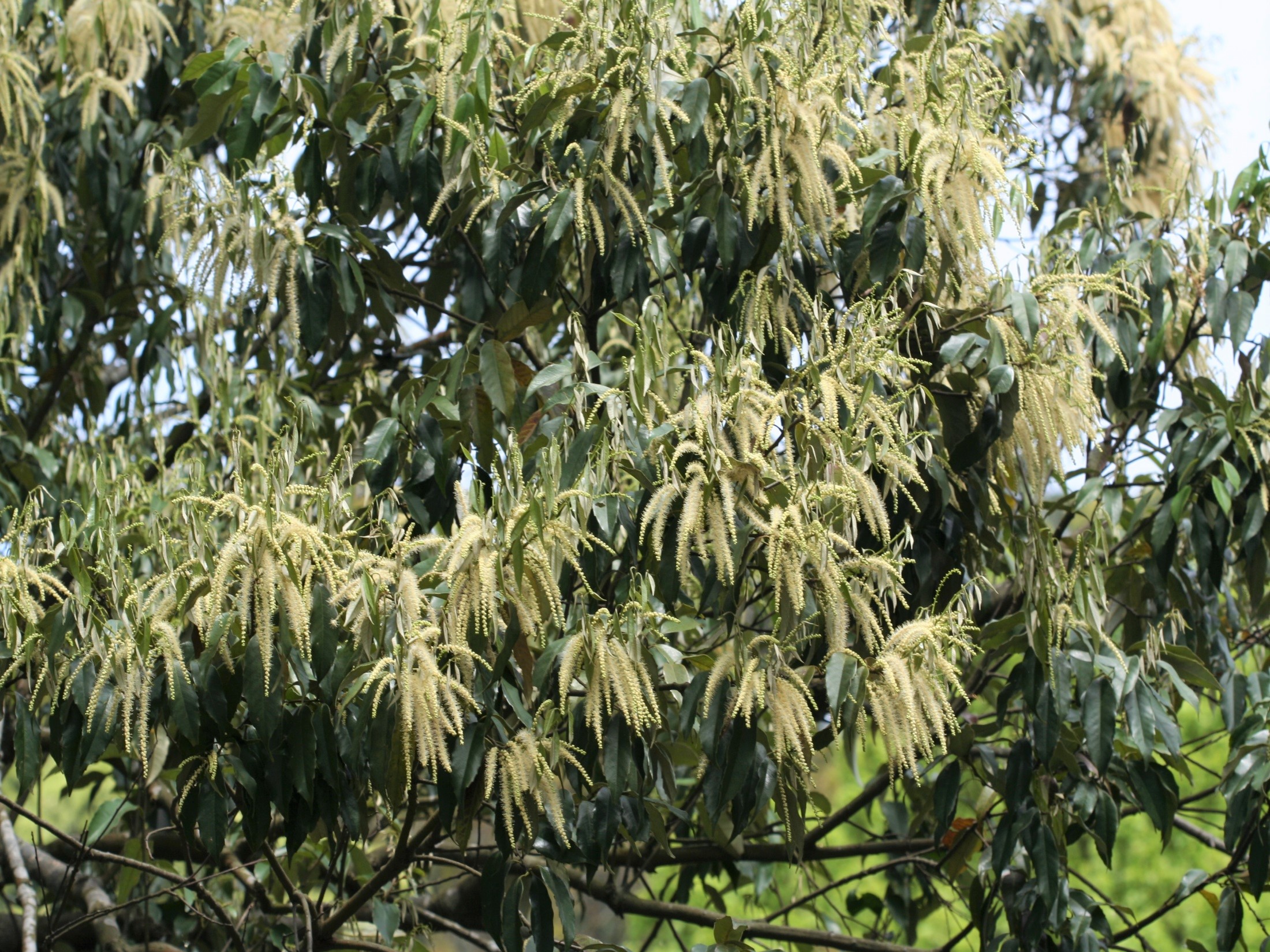 長尾栲盛開著耀眼金黃的花,除了吸引昆蟲們拜訪,其橡實也深受野生動物的喜愛。
