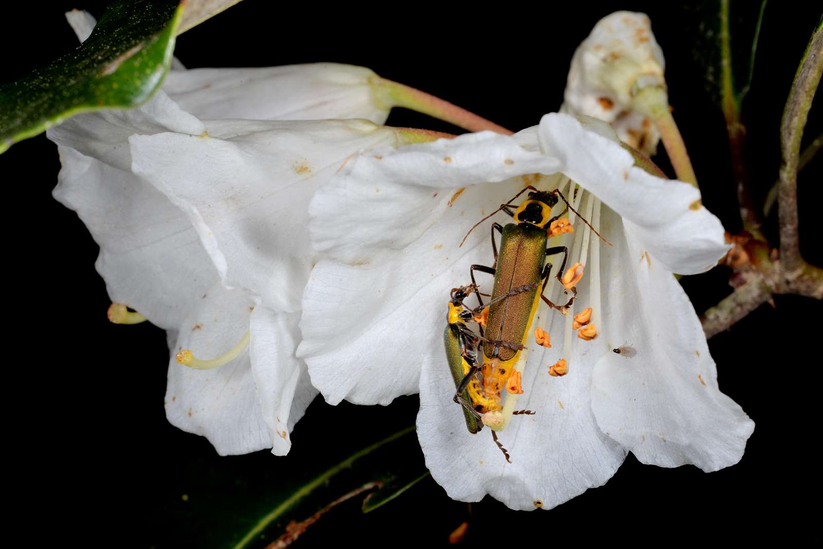 綻放的杜鵑花常吸引許多授粉昆蟲前來訪花，同時協助花朵授粉。