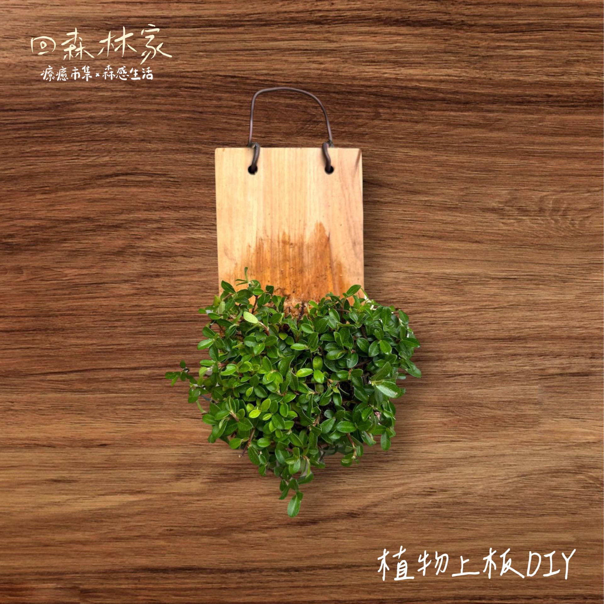 2025回森林家_上板植物手作DIY