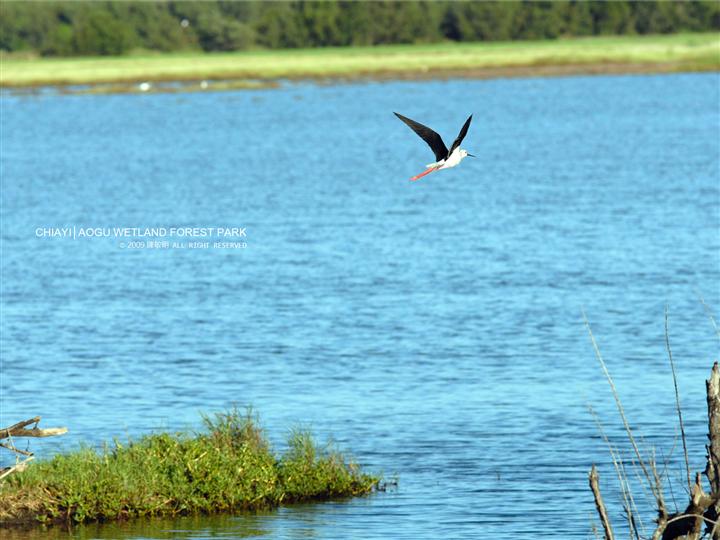 水鳥飛過湖面