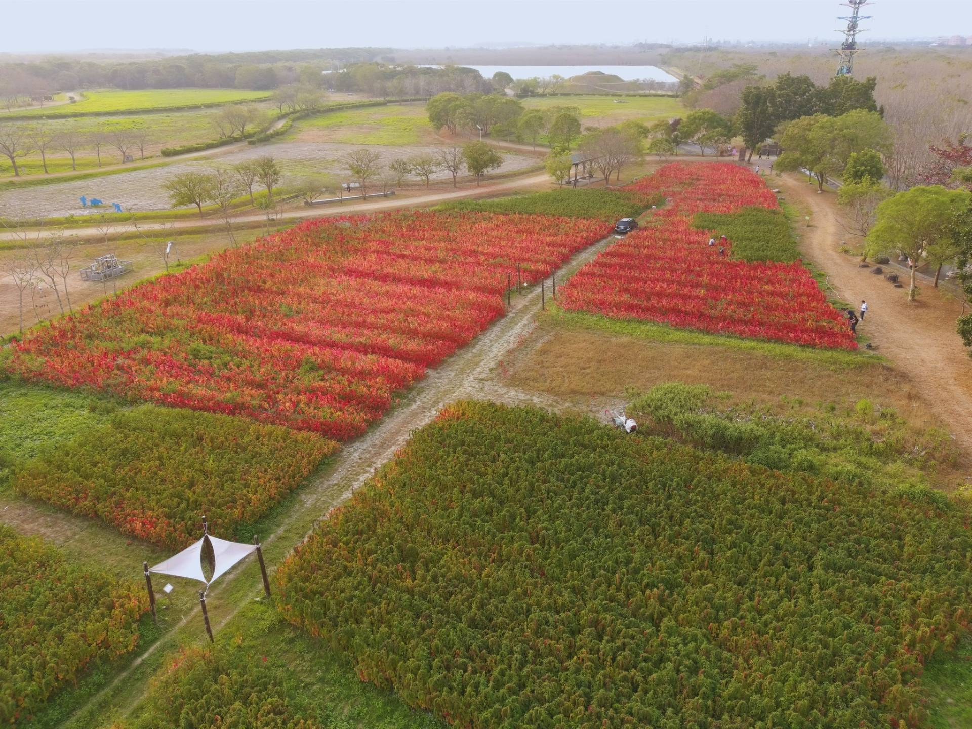 小農農作區紅藜成熟的影像