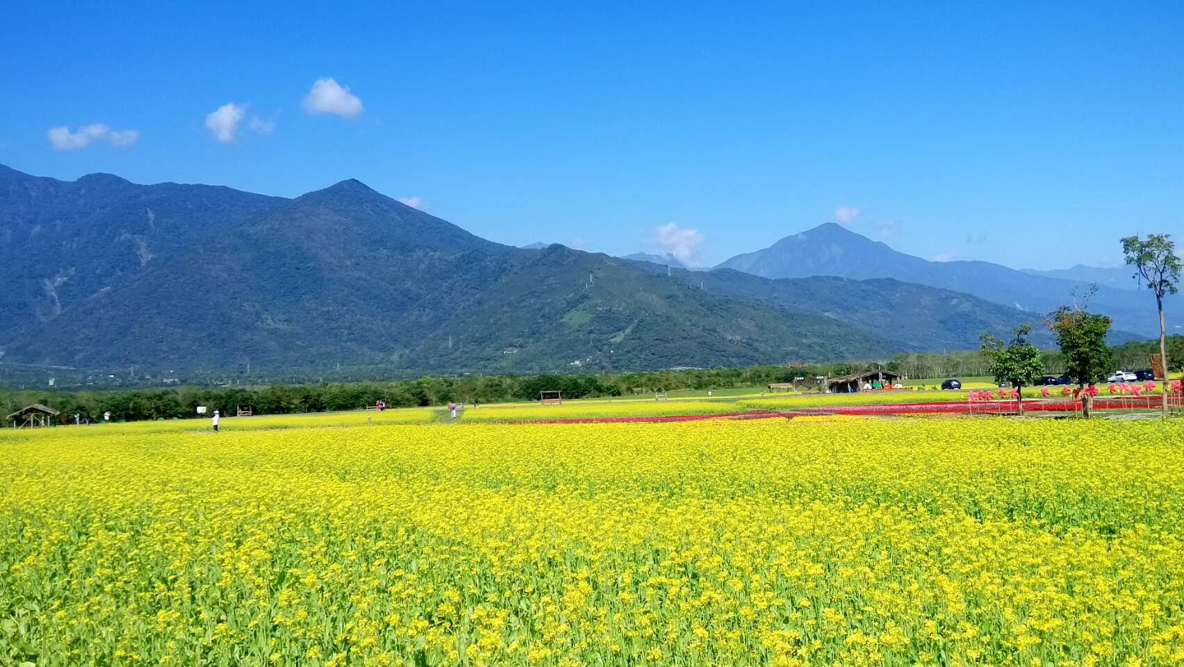 大農大富平地森林園區春節花海