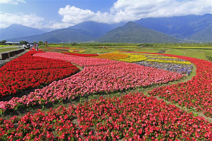 2014年圖騰花海