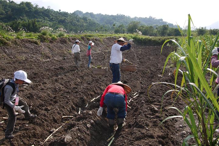 大富社區種甘蔗農事體驗活動照片