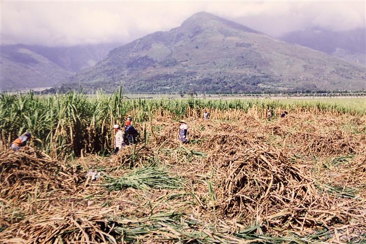 民國60-70年代大農大富現地甘蔗採收照