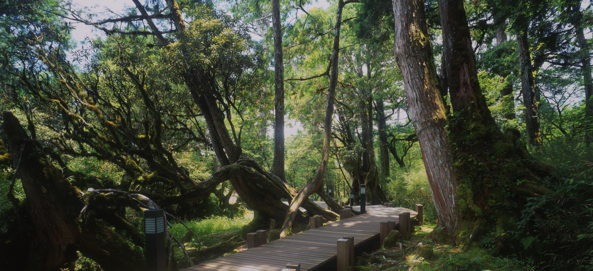 太平山原始森林公園一隅