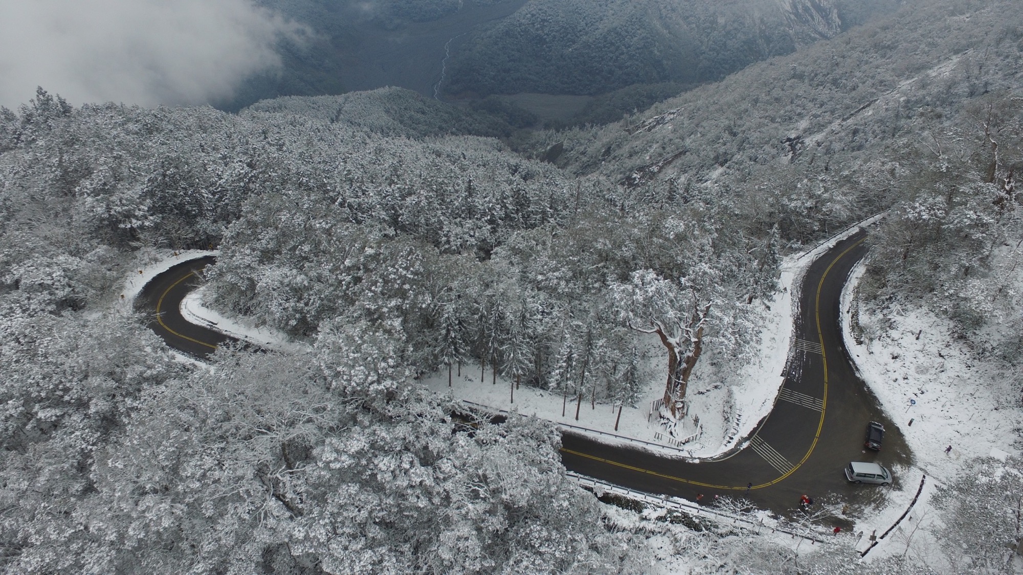 白嶺巨木雪景空拍照